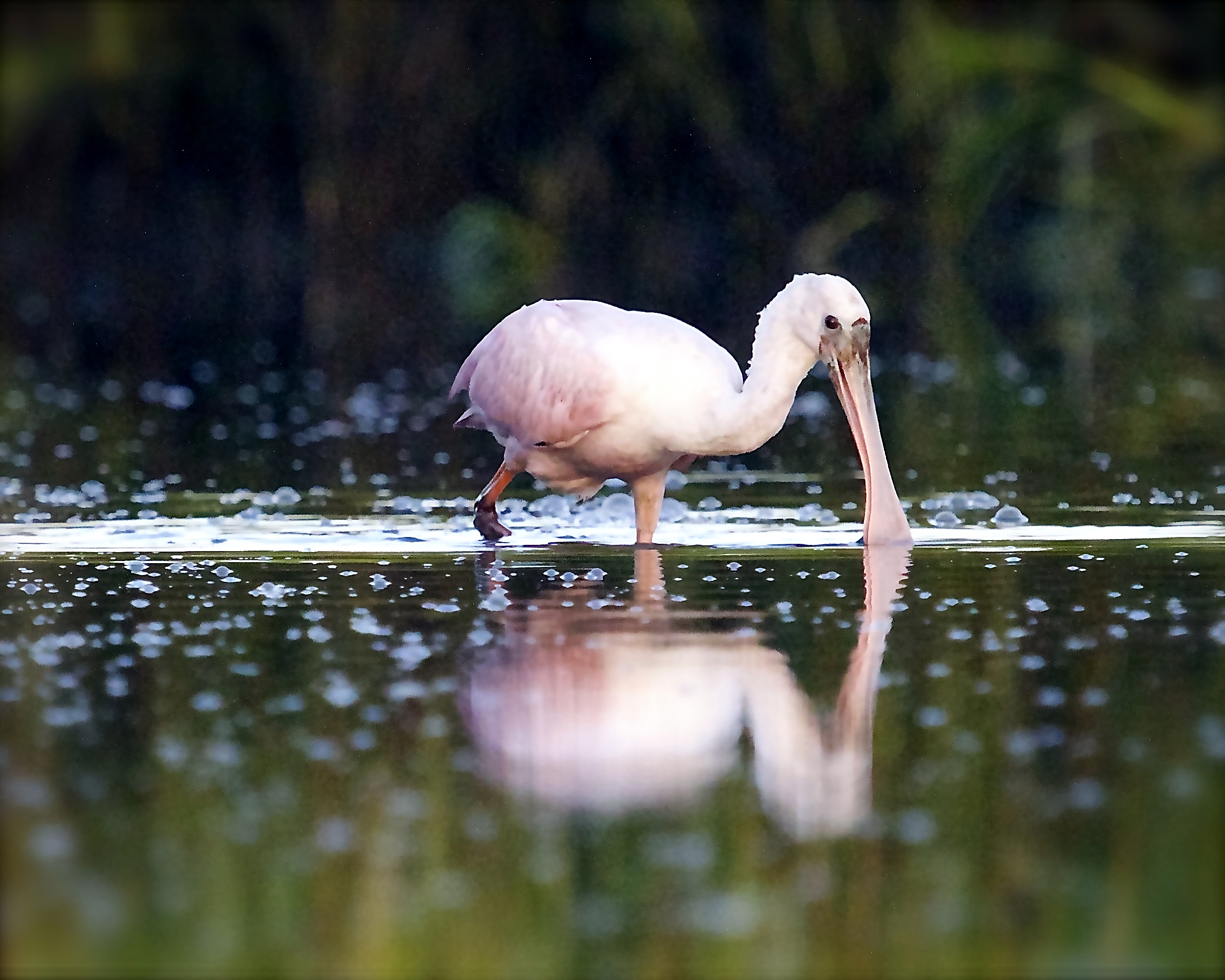 Early in the morning I spot a Roseate Spoonbill feeding in my direction…I get low and ready..here it comes..