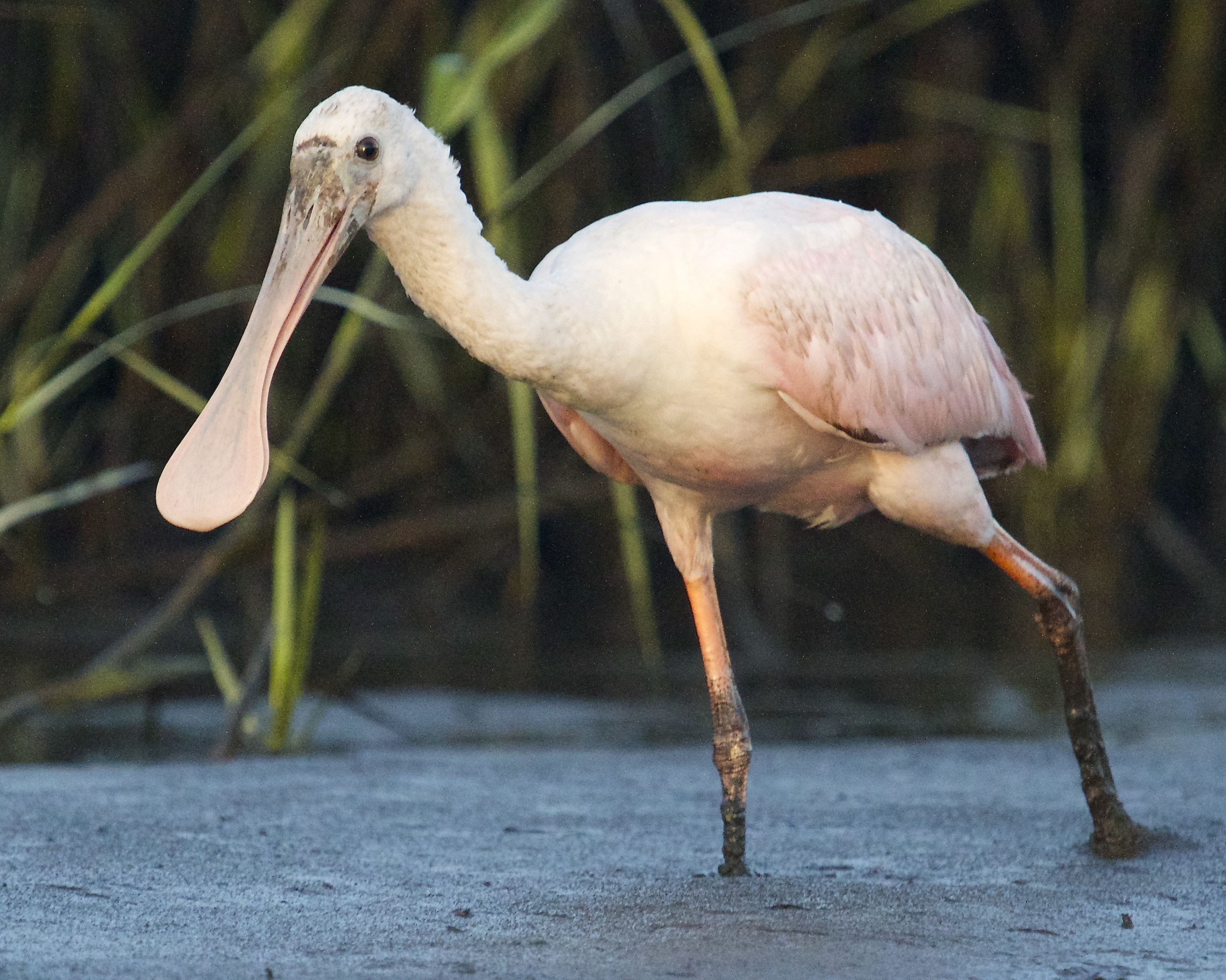 The spoonbill gets out of the water and marches right up to me.