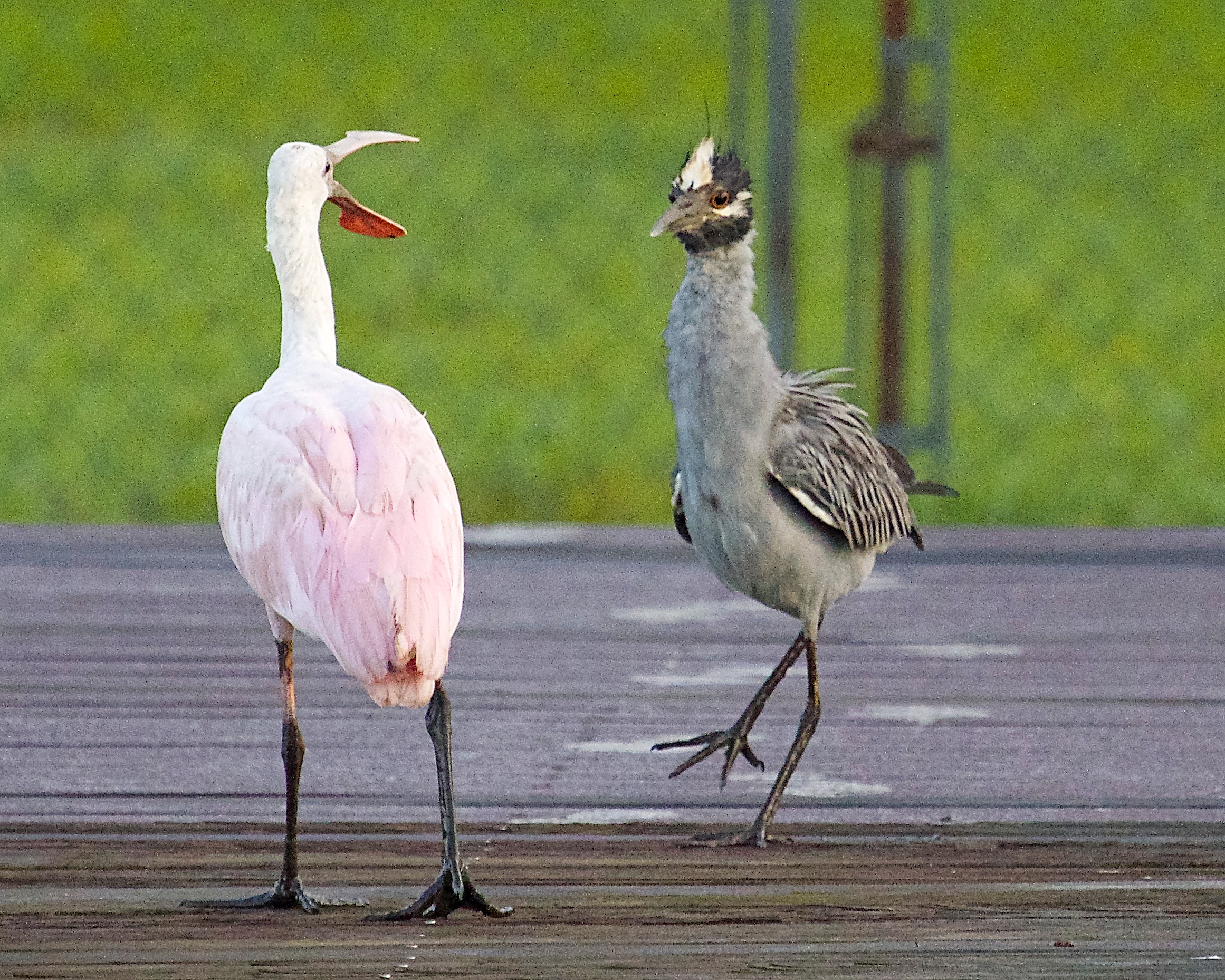 After a near mishap foul Fowl language is exchanged...