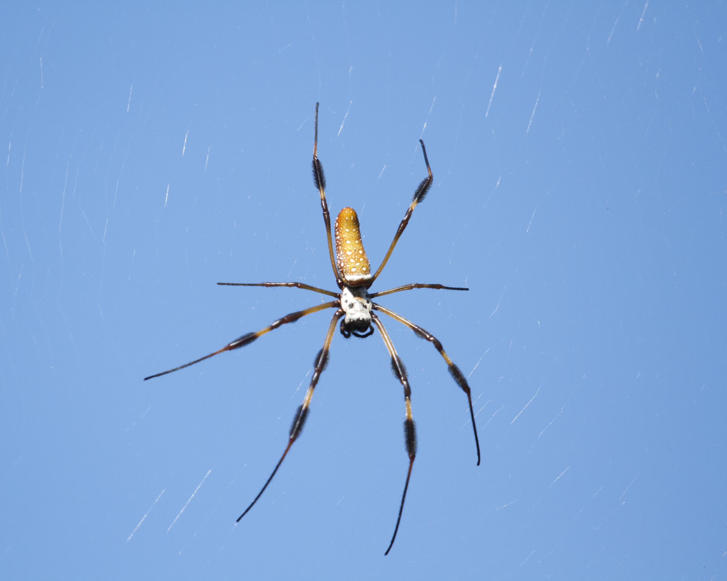 I look up just in time to avoid this Banana Spider and its web.