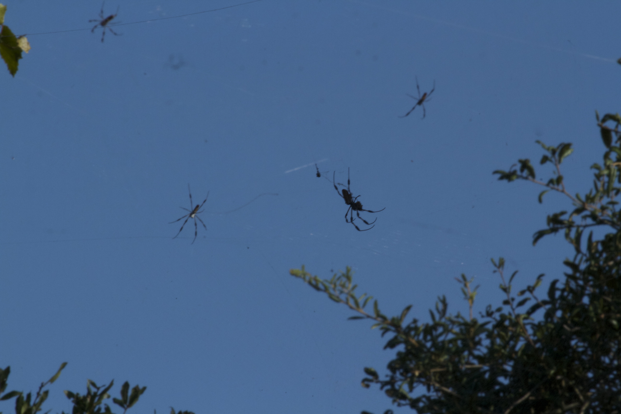A closer look shows the sky nearly covered with cobwebs and spiders. A flying bug would find it hard to avoid this trap.