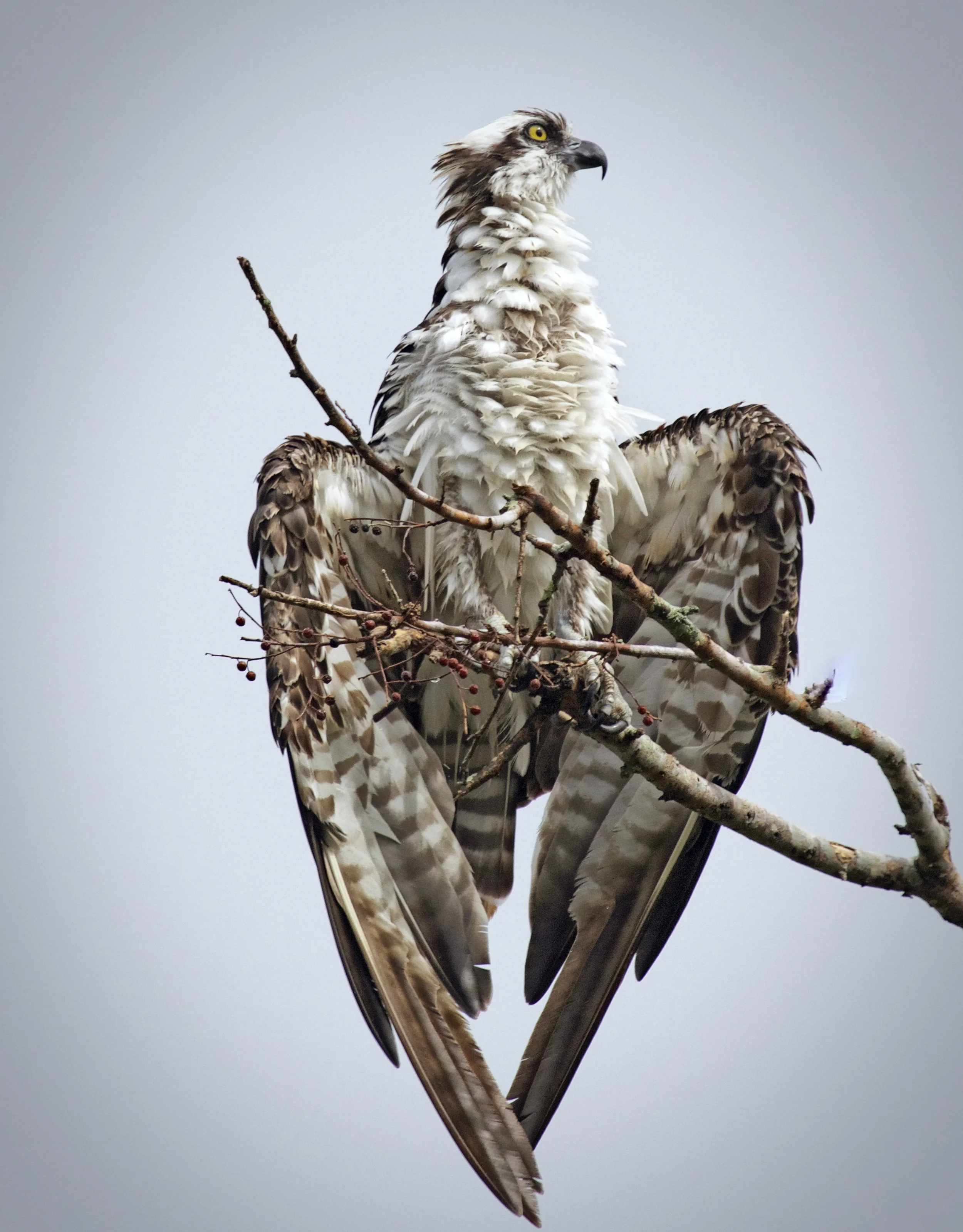 A lone Osprey sits drying out its wings and trying to cool off. 