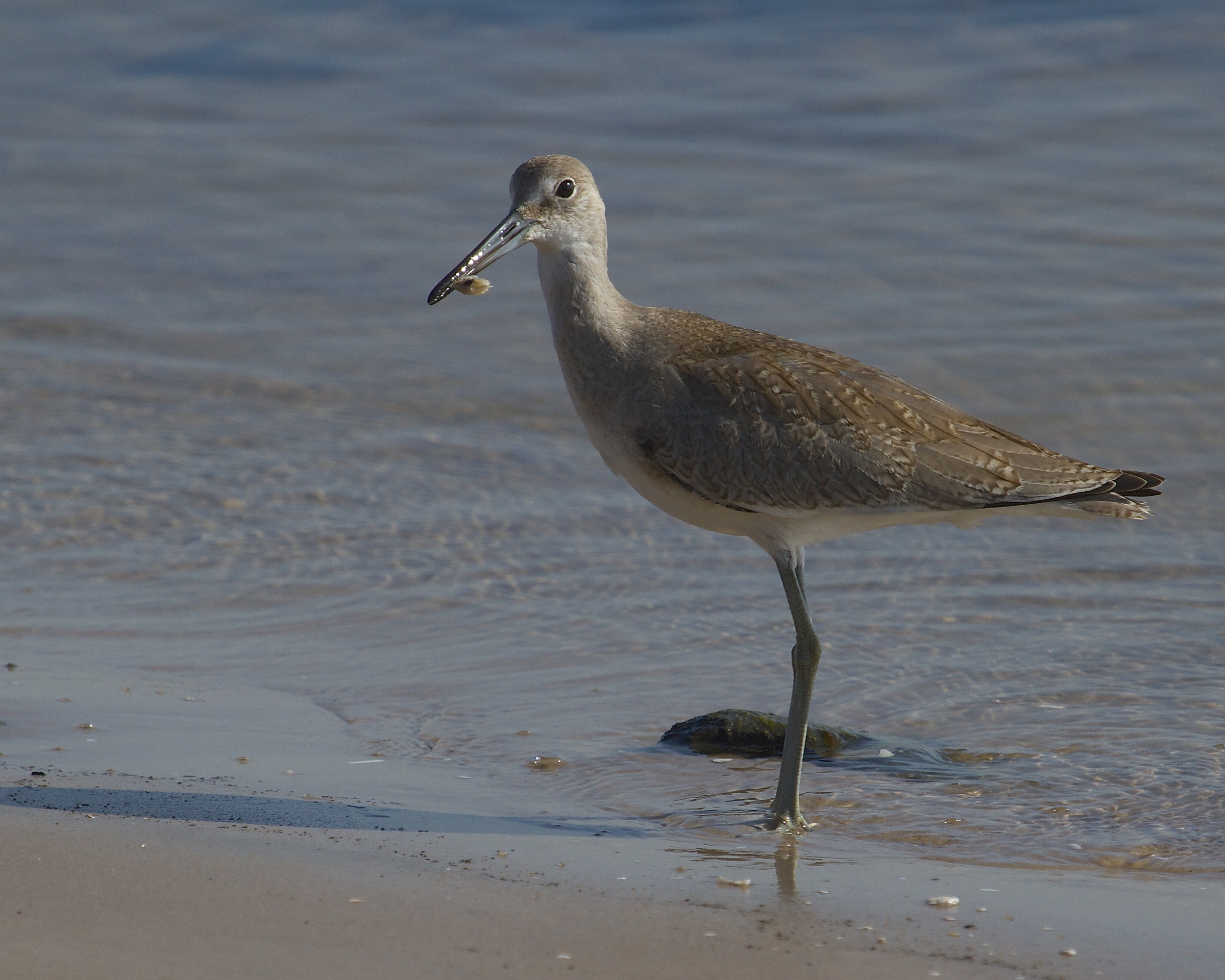 The Willet finds a tasty tidbit in the sand..