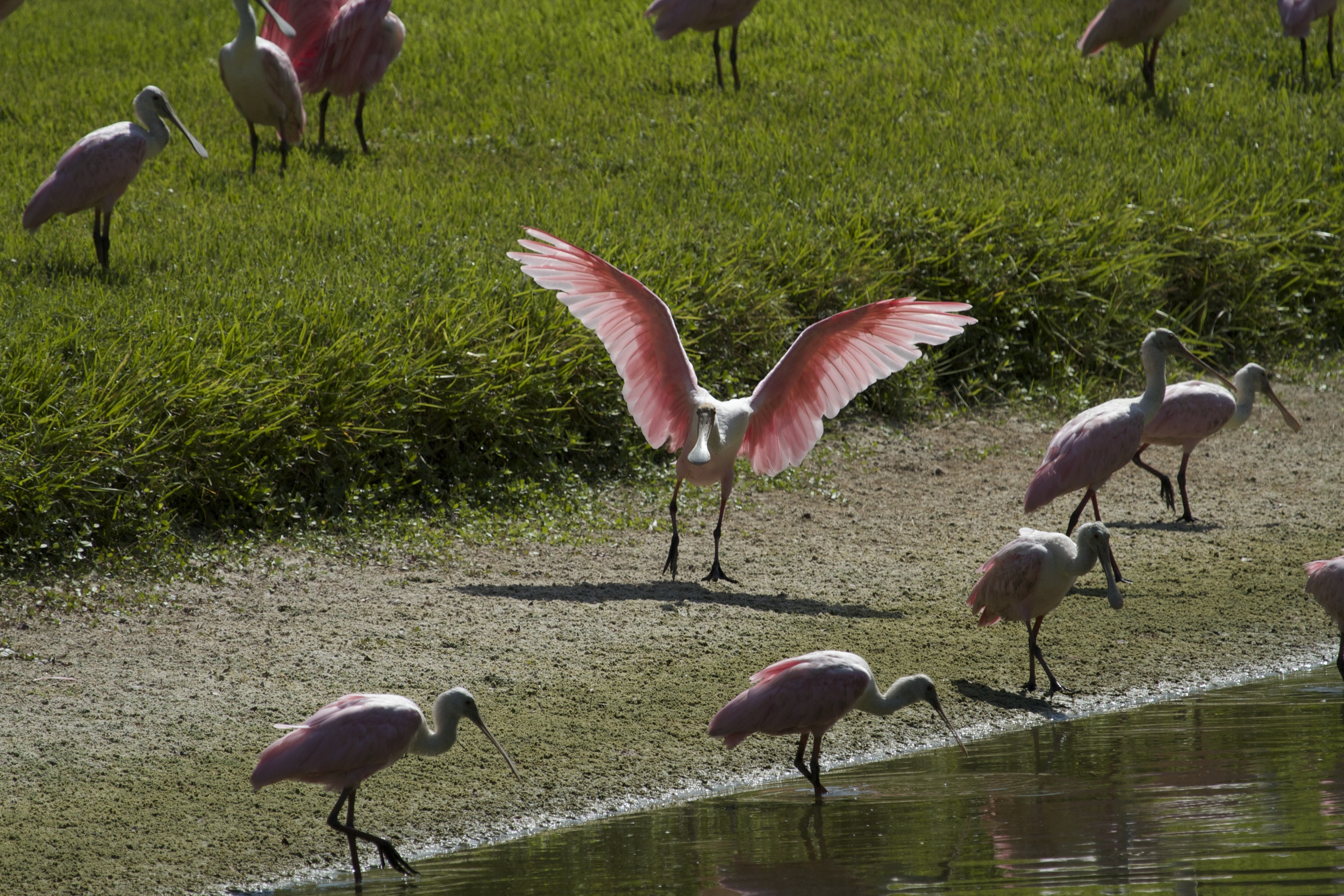I need to set up a blind at the Secret Spoonbill hideout some time soon.