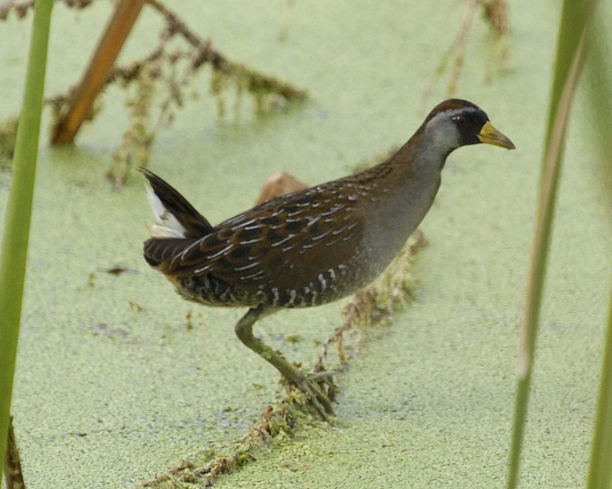 I capture a brief glimpse of the illusive SORA, a member of the rail family..
