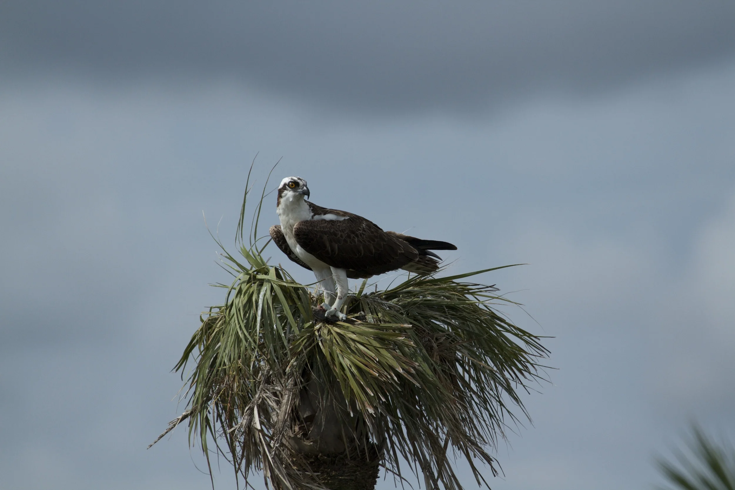 I inadvertently interrupt an Osprey having breakfast.