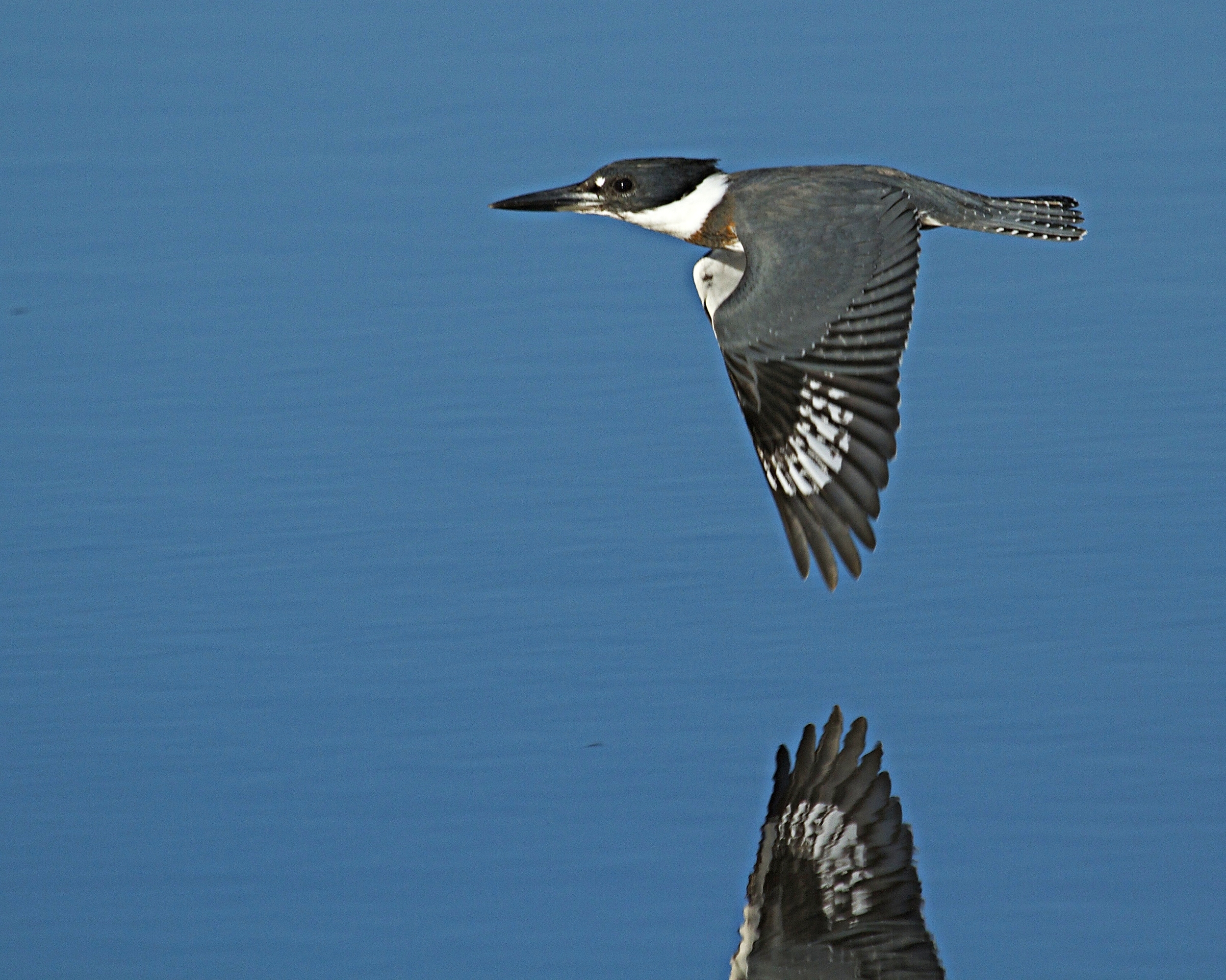 Spunky the female Belted Kingfisher flies by giving me the eye..