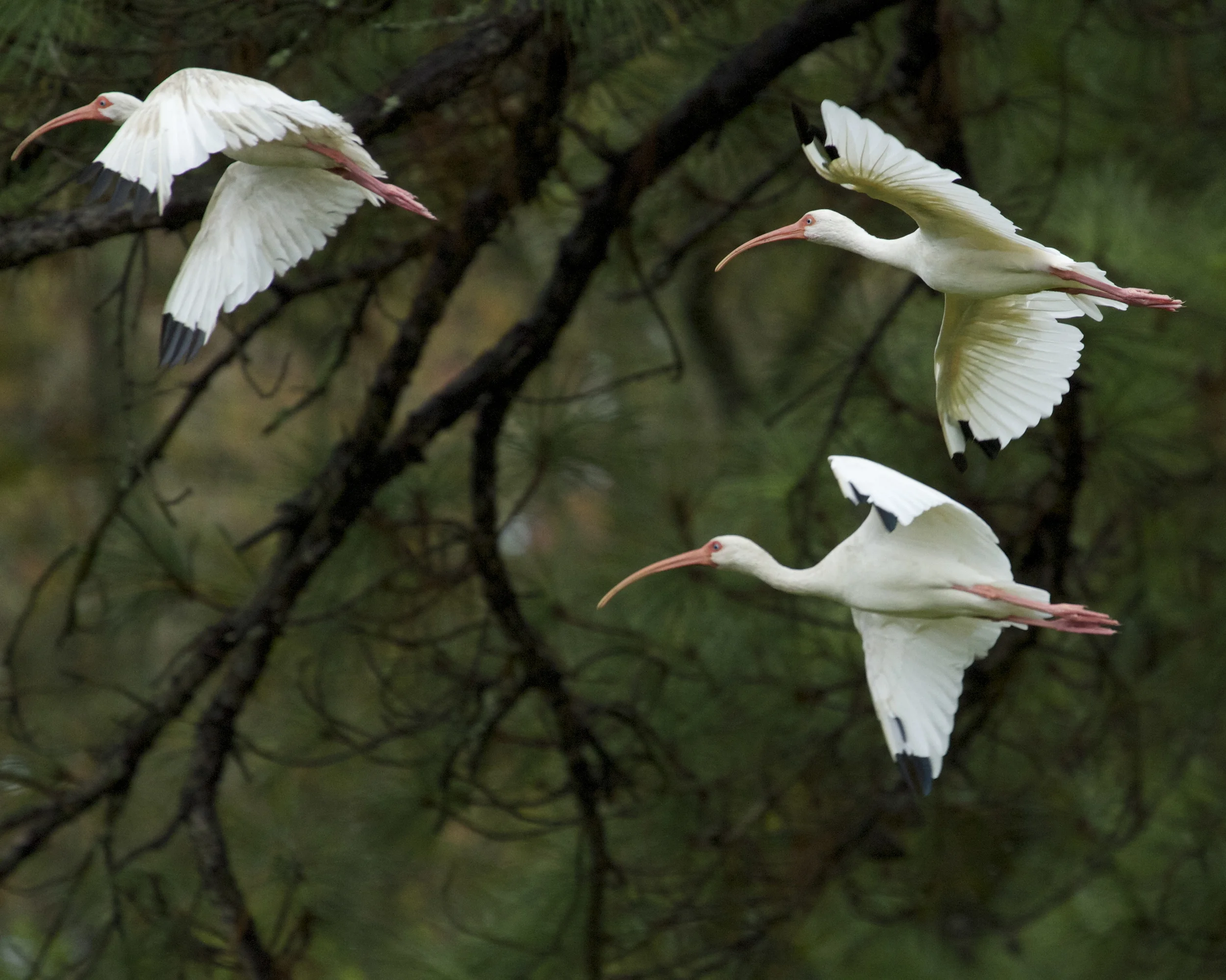 The remaining White Ibis begin to disperse