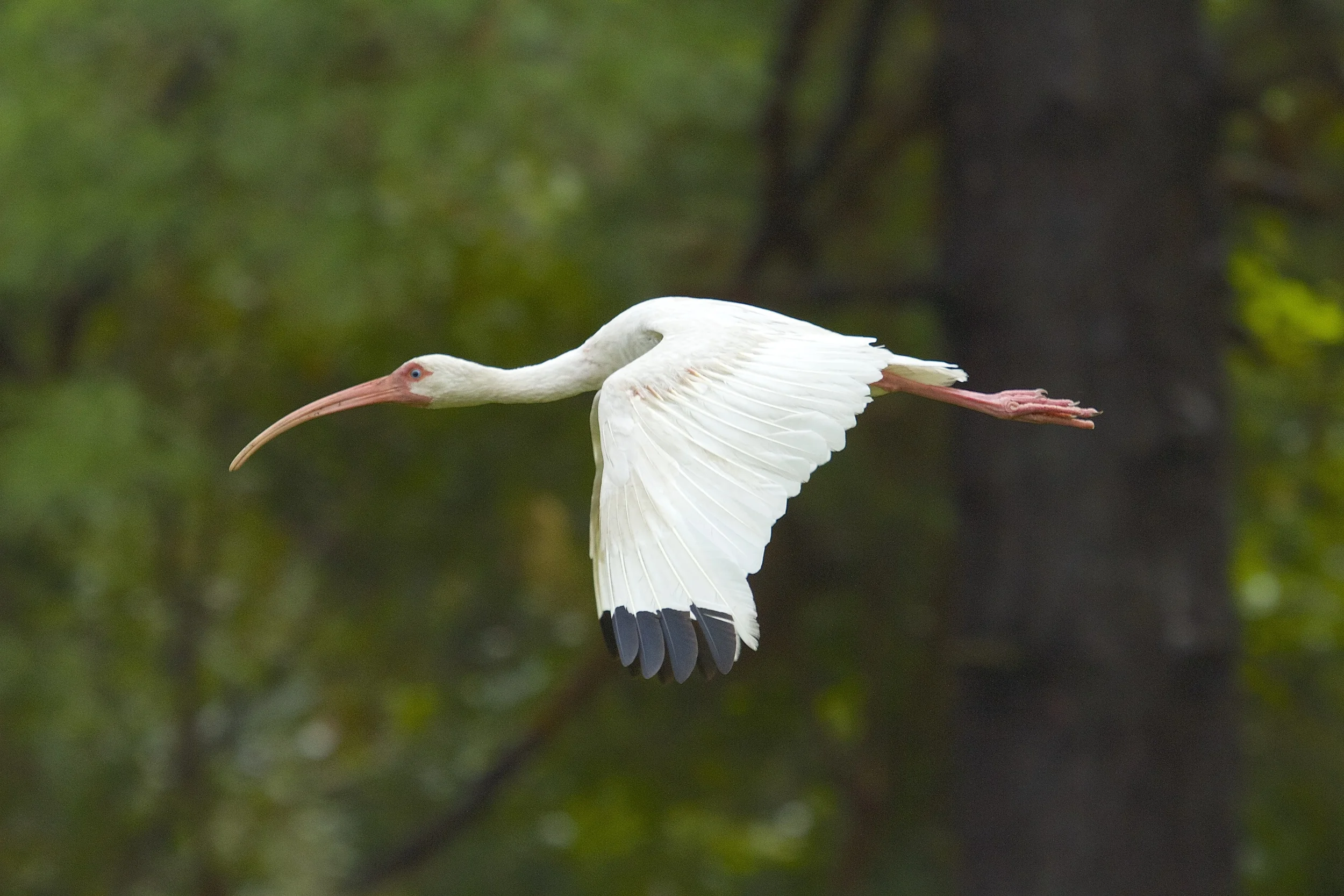 An adult soars by..