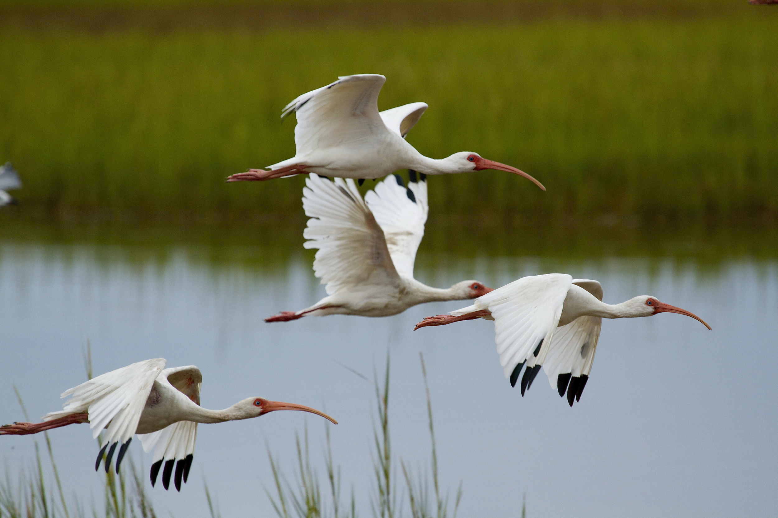 Hundreds of Ibis fly by…my doohickey almost burns out...