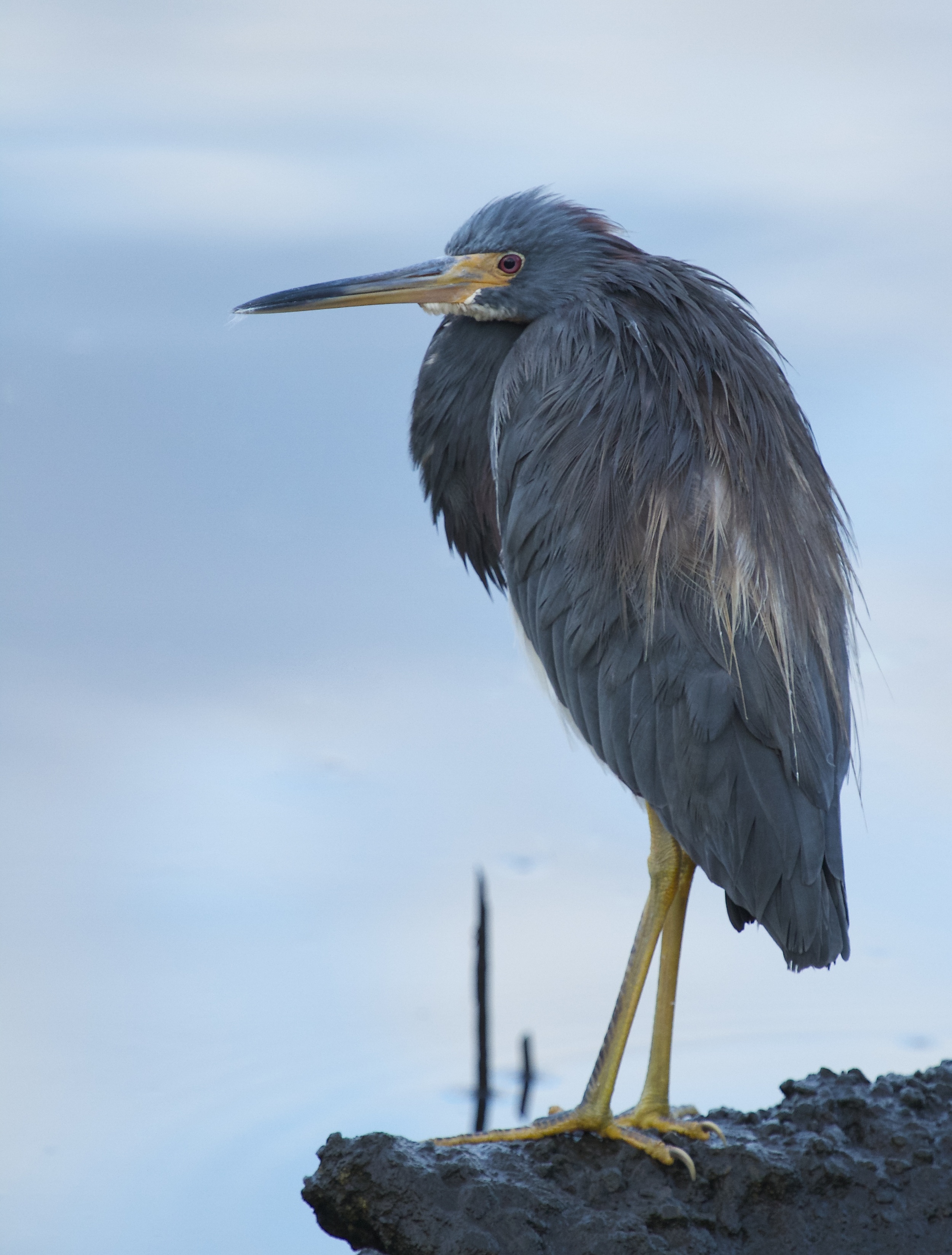 The early bird, a Tricolored Heron greets me in the predawn light and patiently waits..