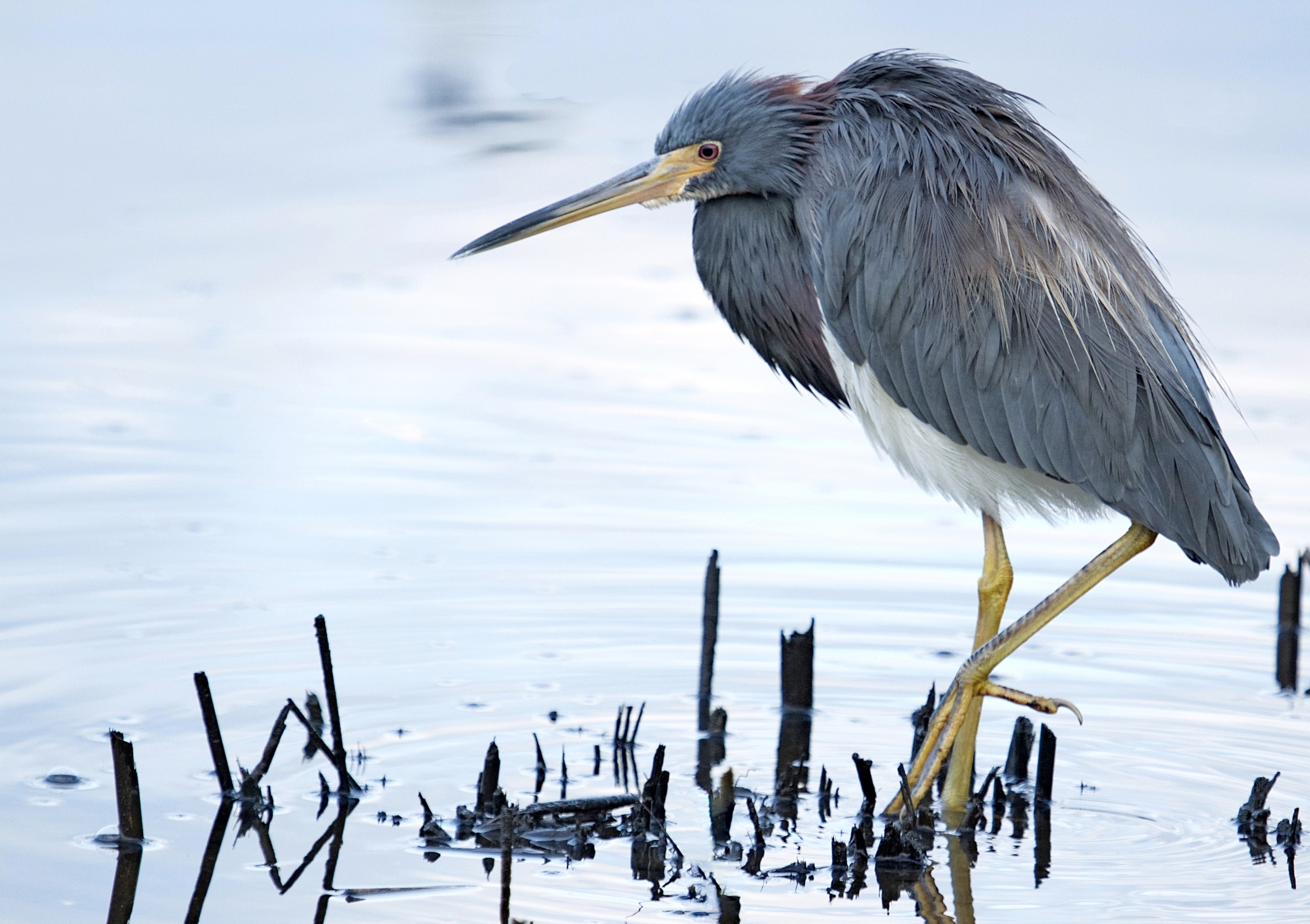 I hate cold water….but now is the best time to catch breakfast...