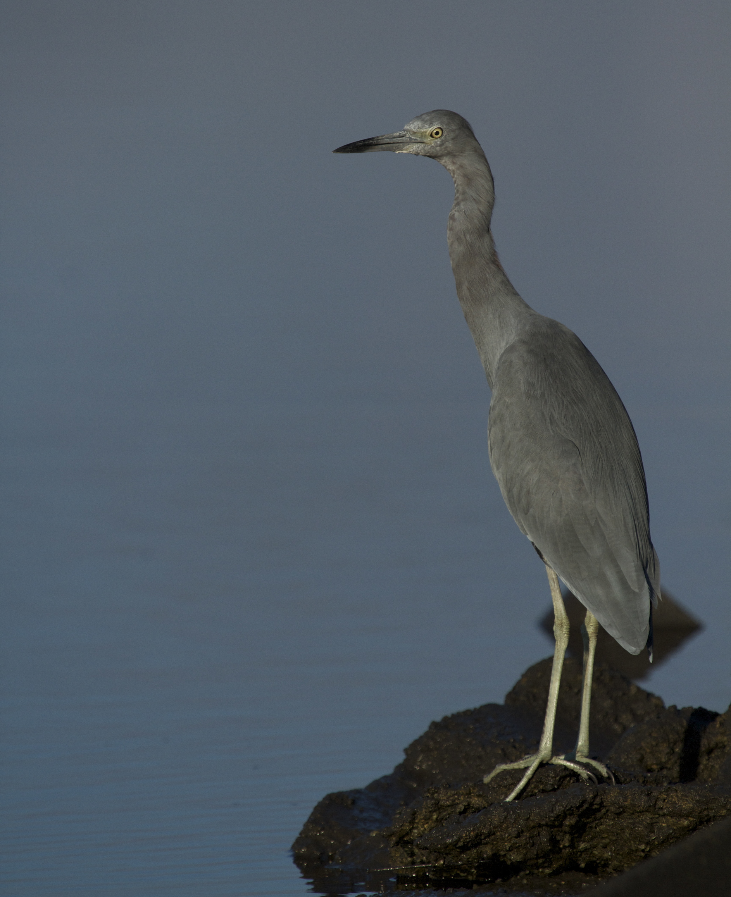 A young Little Blue Heron is also up early..