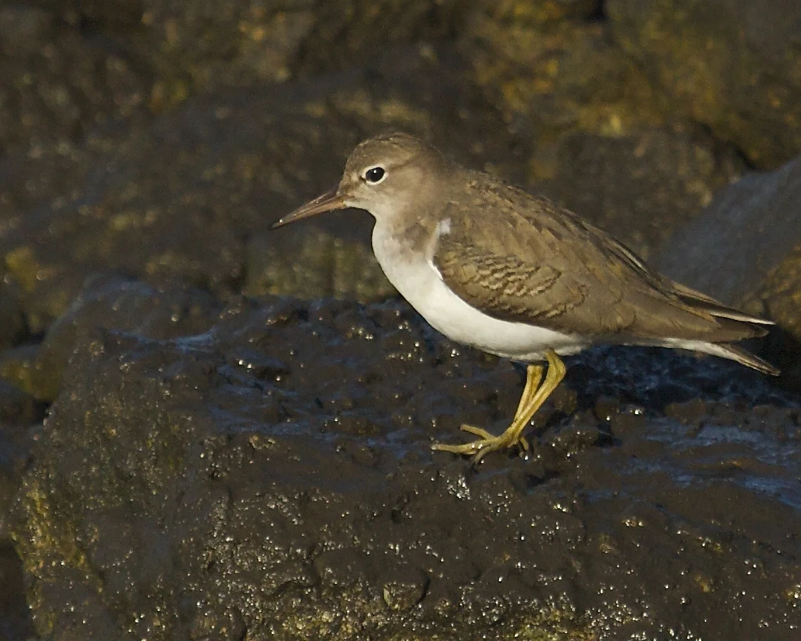 A spotted Sandpiper joins the morning hunt..