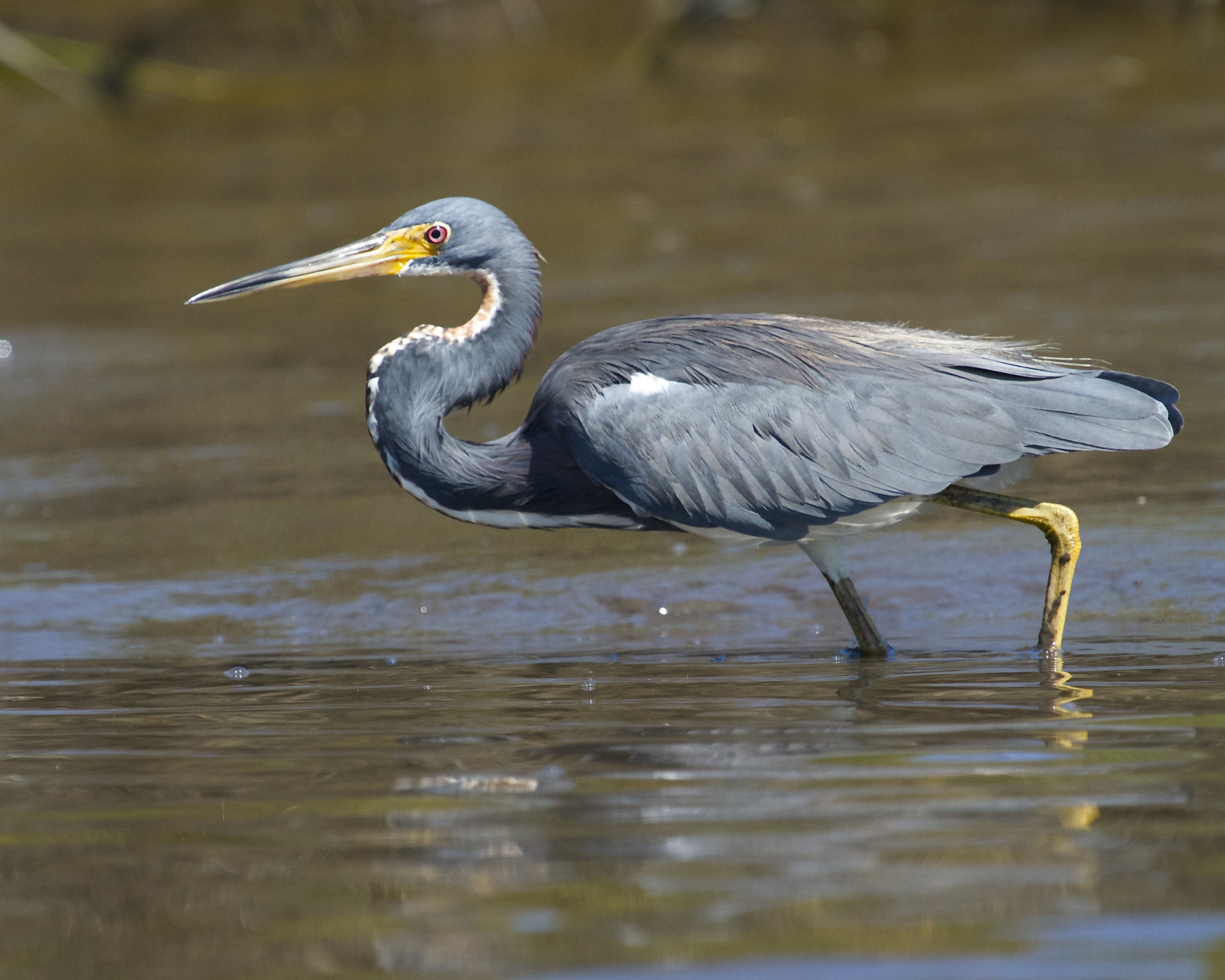 That afternoon I spot the Tricolored Heron fishing again at low tide..