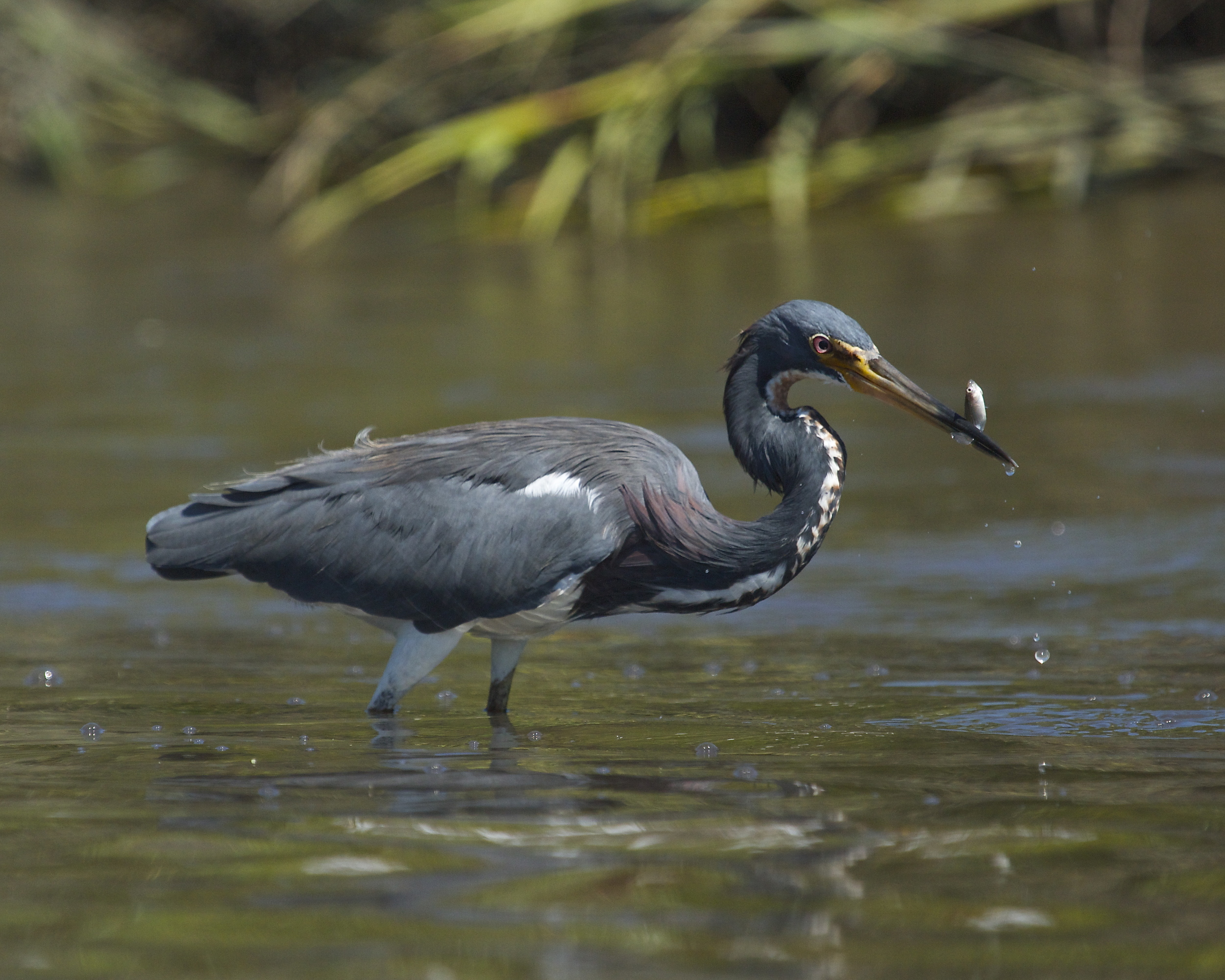 Beggin Strip minnows A-La-Broward