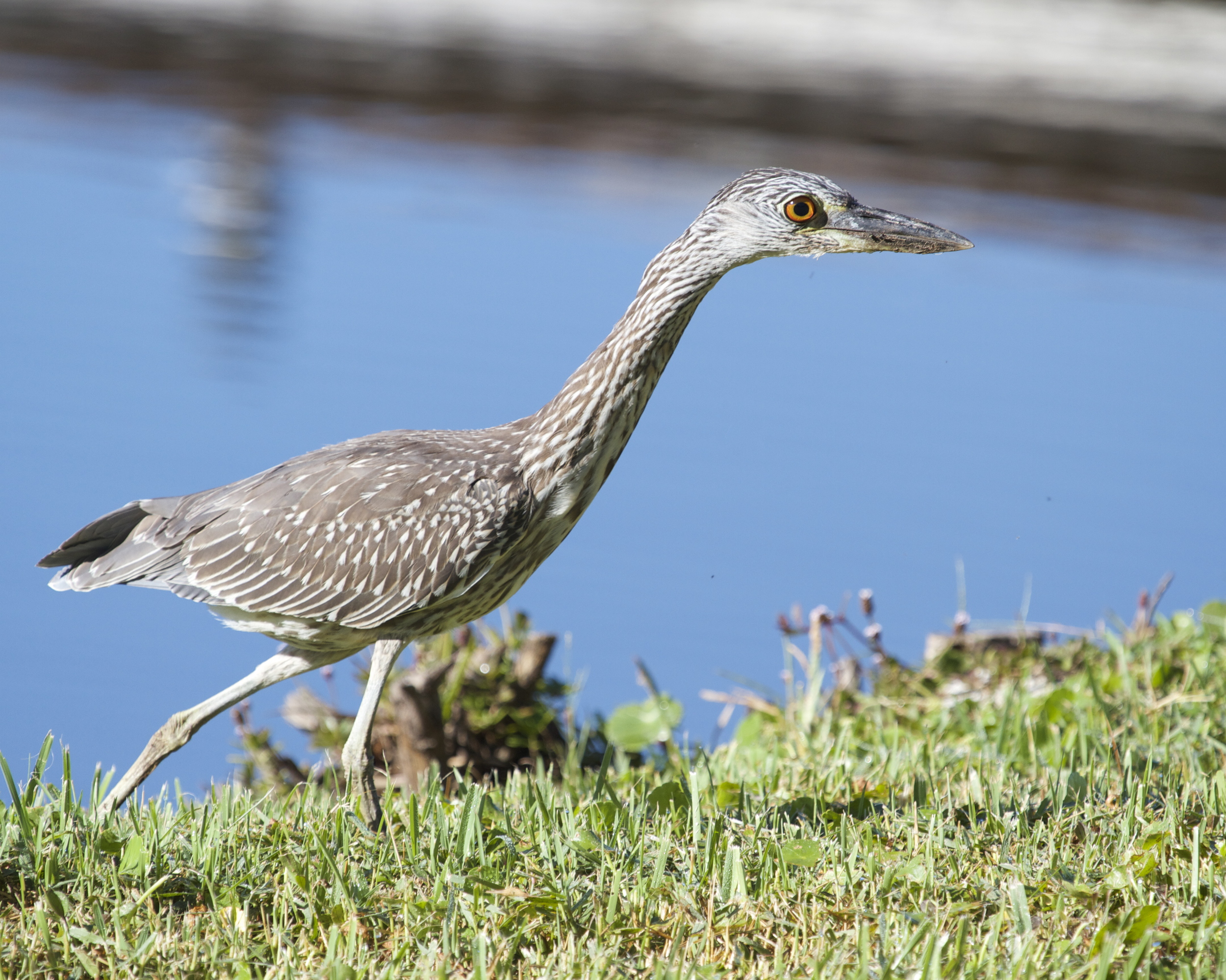 George Jr, the Yellow Crowned Night Heron spots a crab..