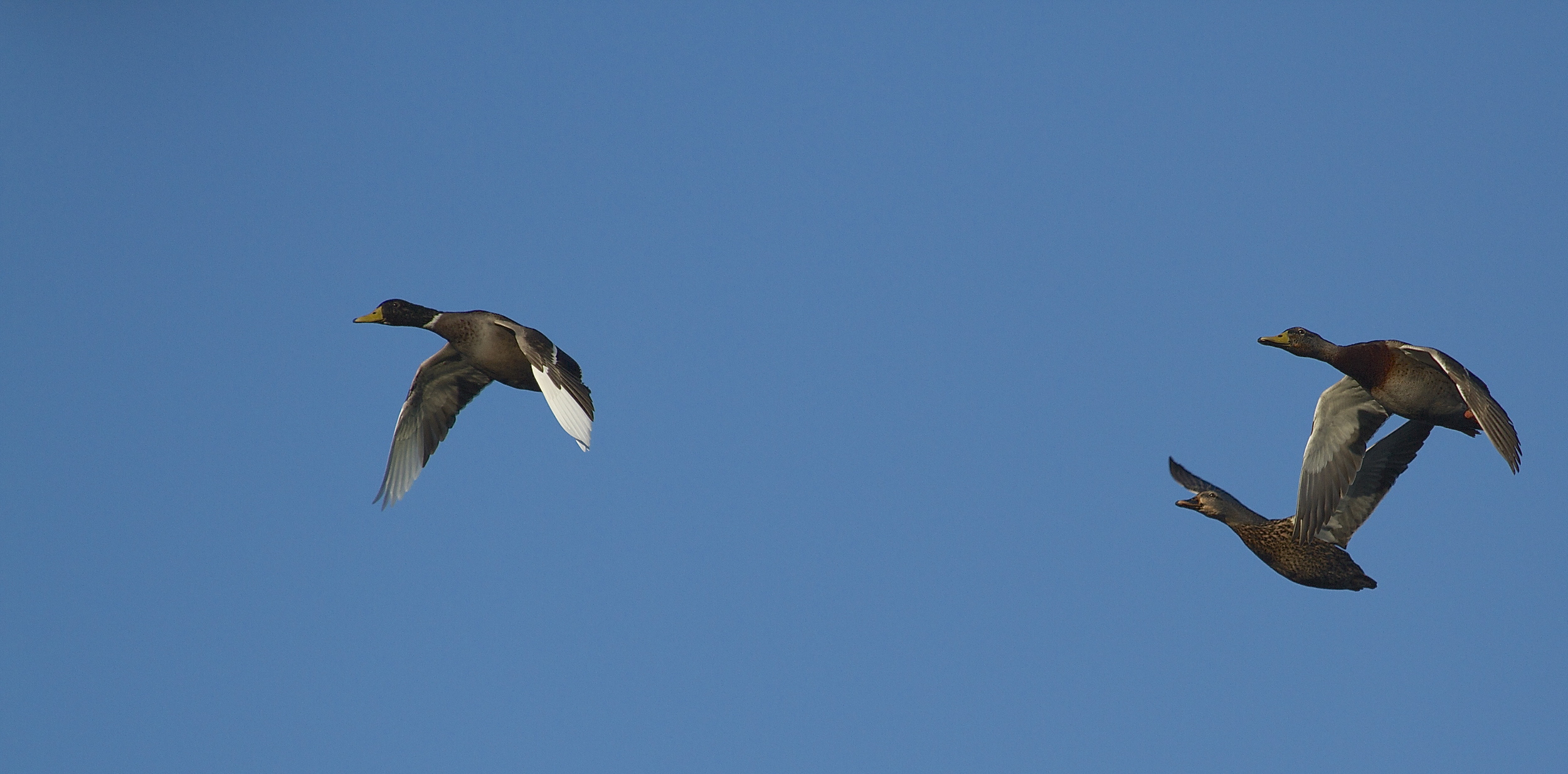Mallard ducks by the dozens fly into Boutin Lake each morning to visit Rhoda. 