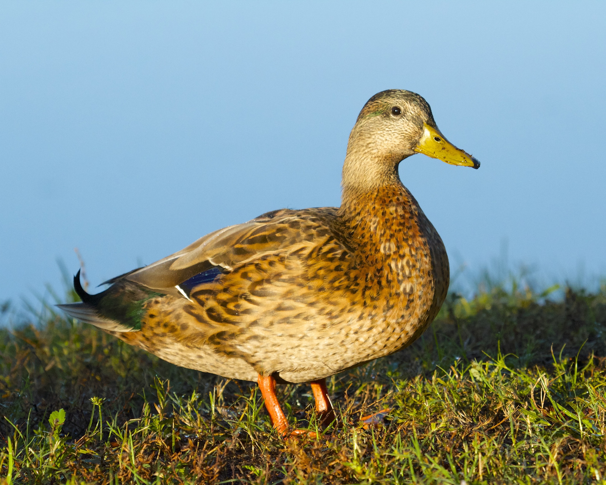 This young male Mallard and it's siblings call Boutin Lake "home sweet home", they were hatched here and found a safe shelter with Mike and Rhoda.