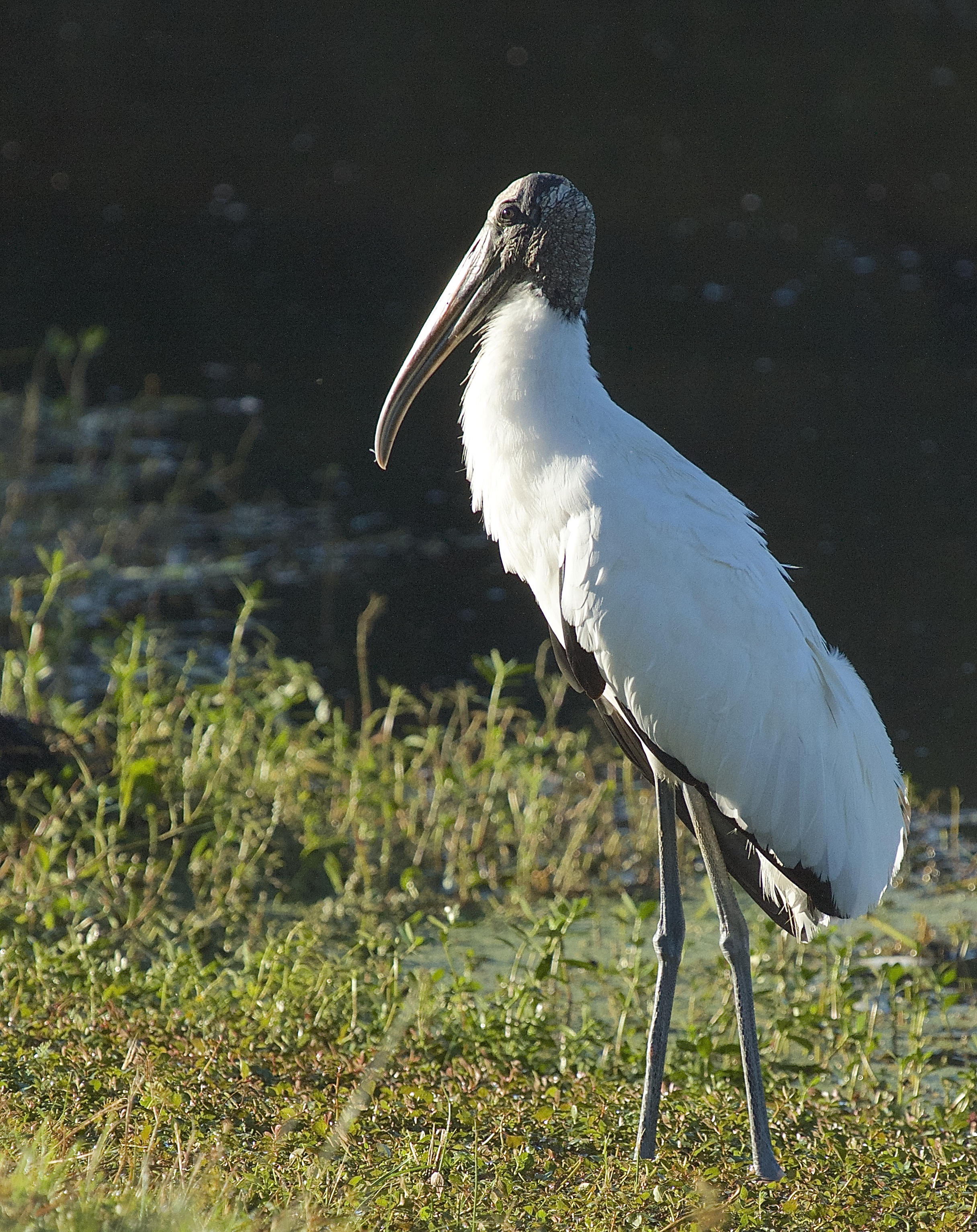 Boutin Lake is home to this "handsome" Wood Stork and many marsh species of birds, that all like to visit Rhoda and get a free breakfast.