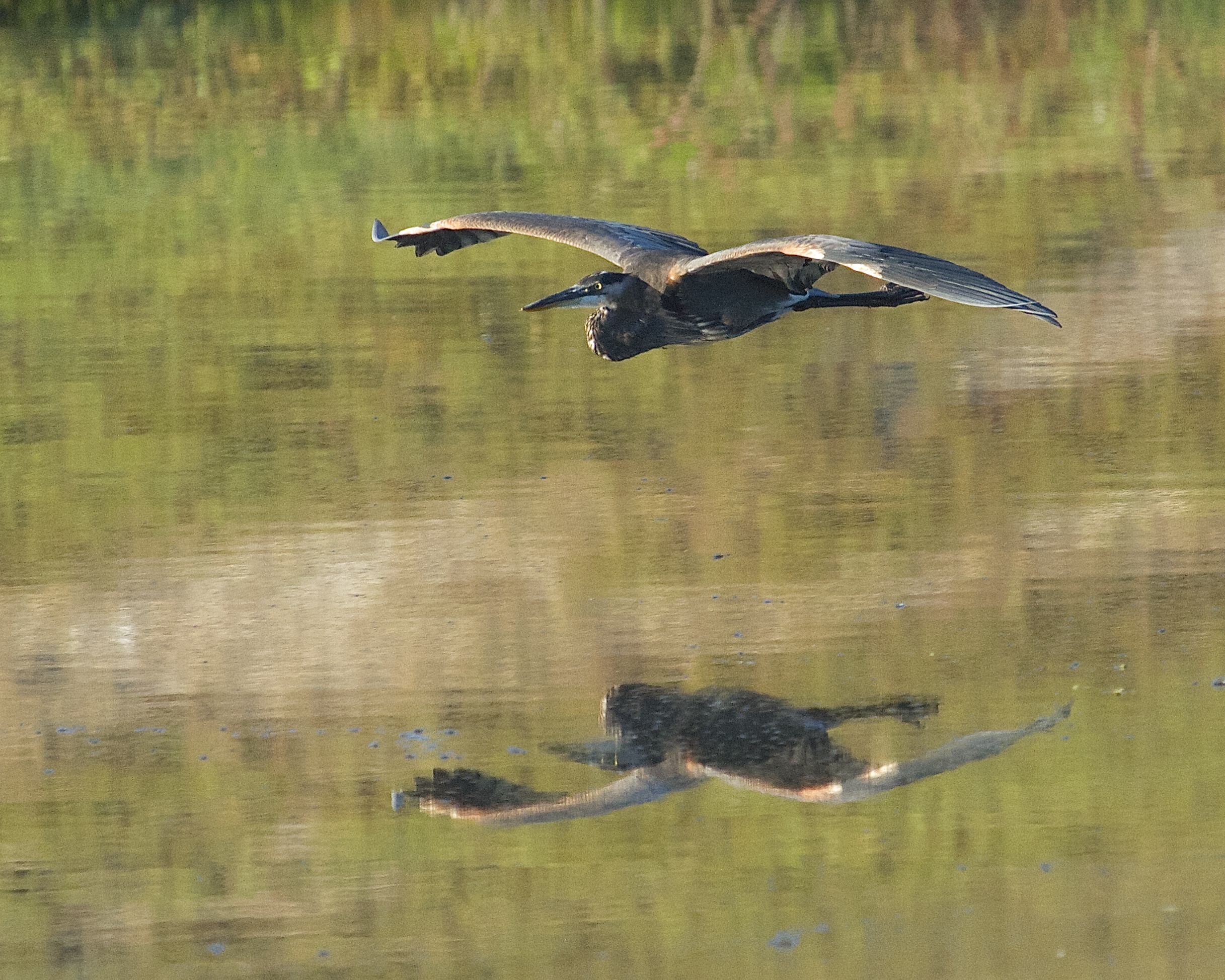 A Great Blue Heron glides in for a landing.