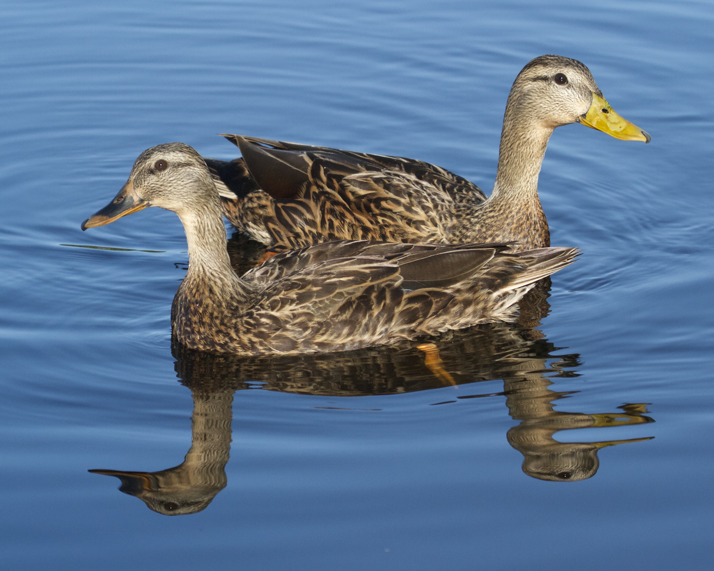 The ducks become at ease with me and begin to pose for the doohickey!