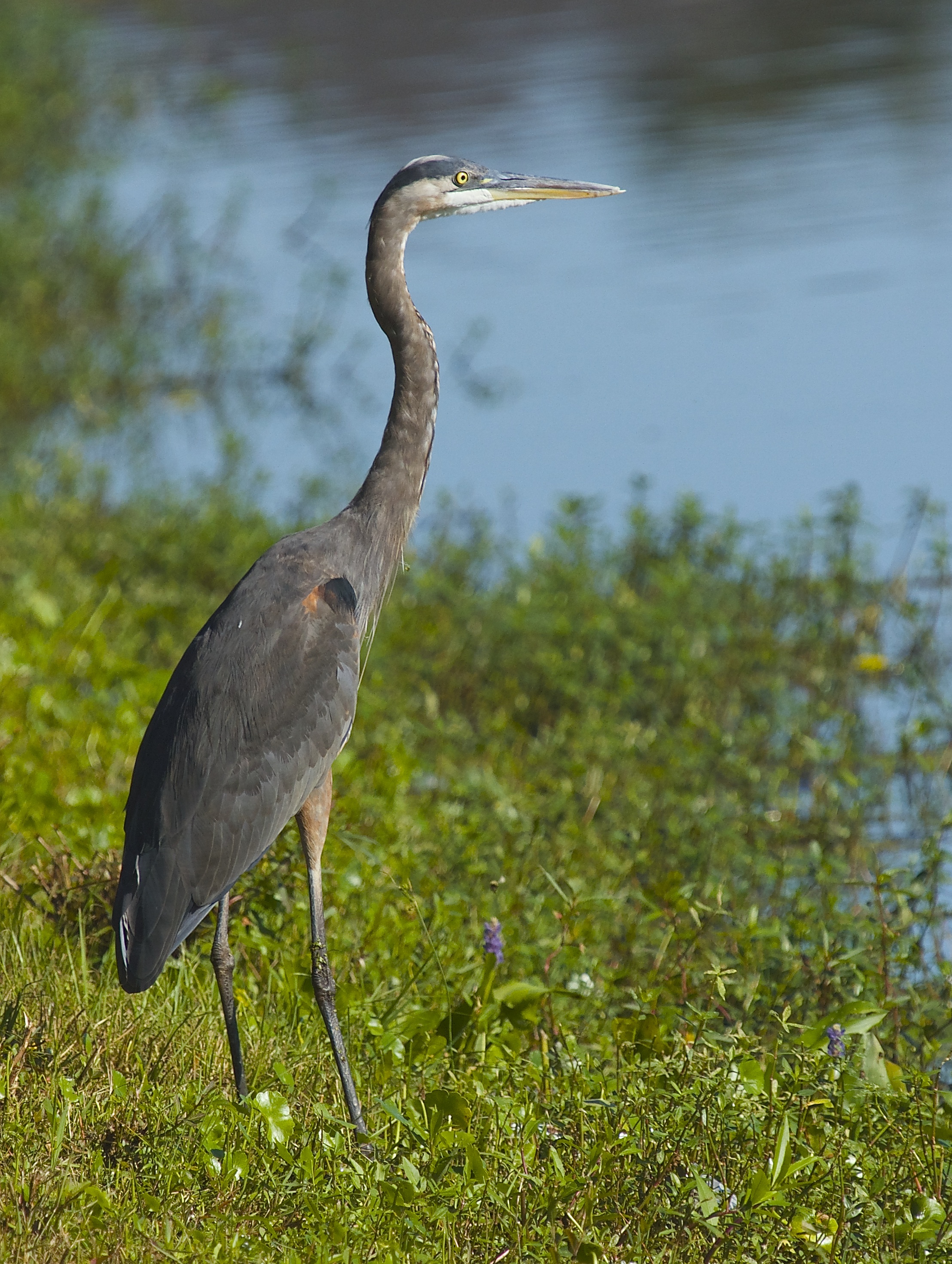 Hmm..Got fish? This tall Great Blue Heron surveys from the shore.