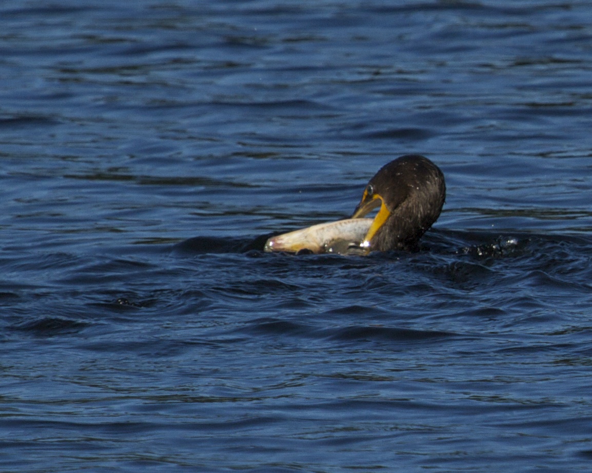 This cormorant captures a fish nearly too big to swallow, it took about 10 minutes to accomplish.