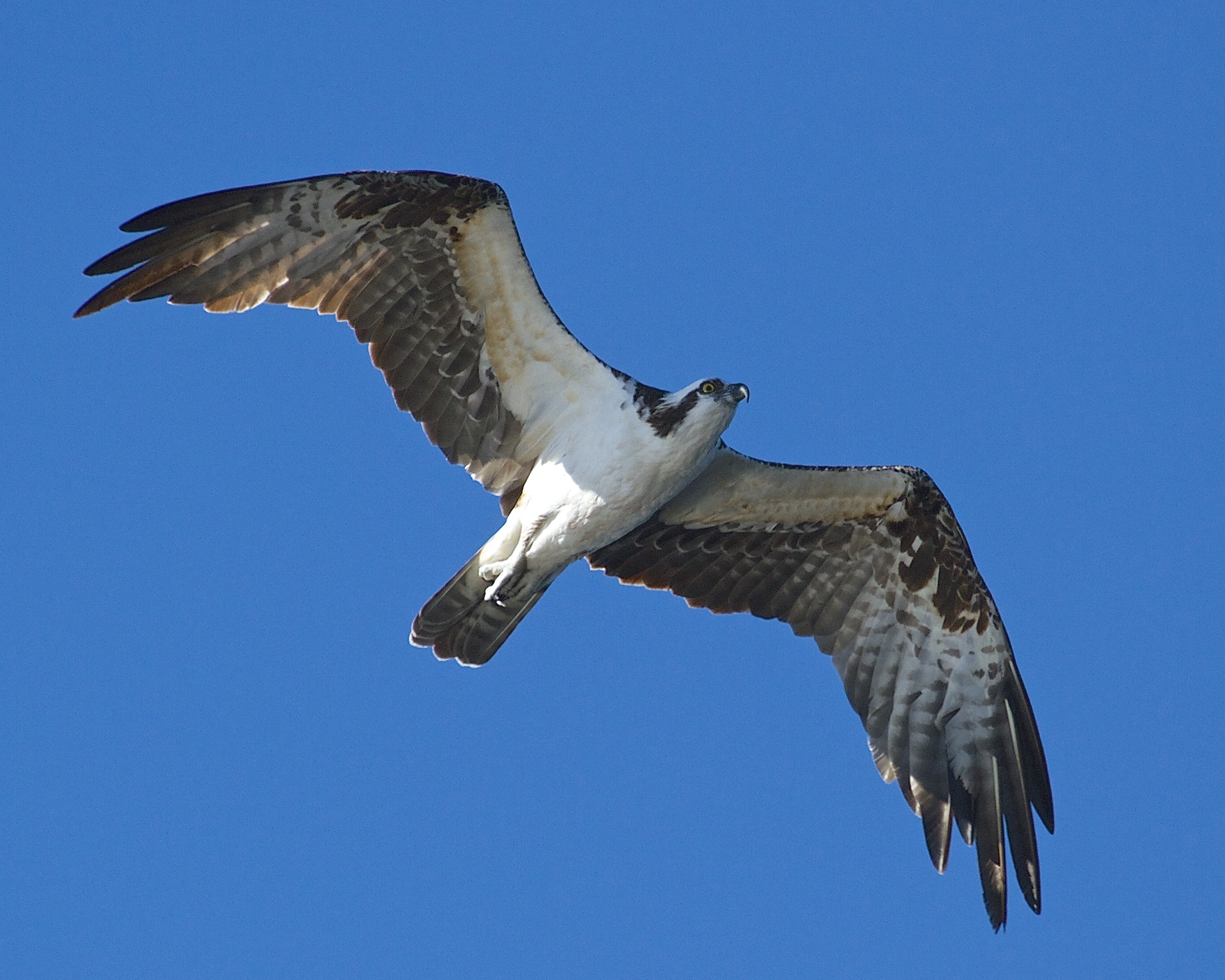 This Osprey was more than wiling to "help" the cormorant with the fish.