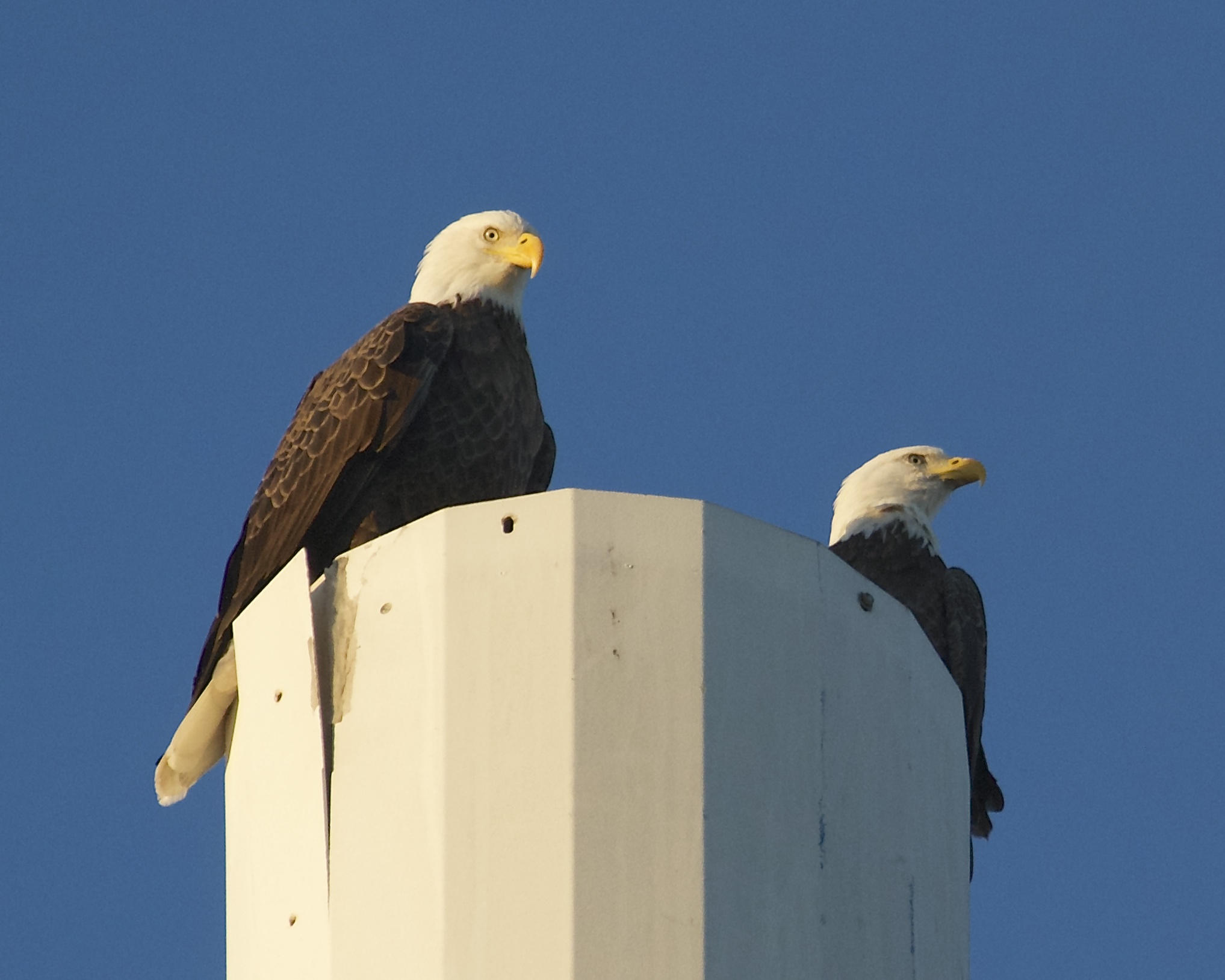 We humans are not the only ones using cell phones..This Bald Eagle landed, and called its mate from this Cell phone tower (toll free). 
