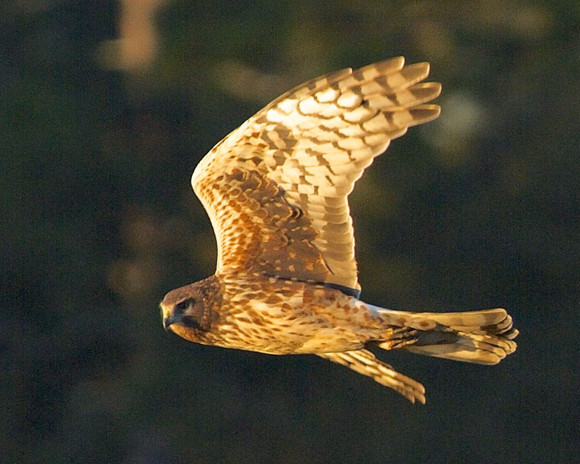 In January 2014 I captured a Northern Harrier in a similar maneuver early one morning in the Golden Hour. Perhaps the same bird?