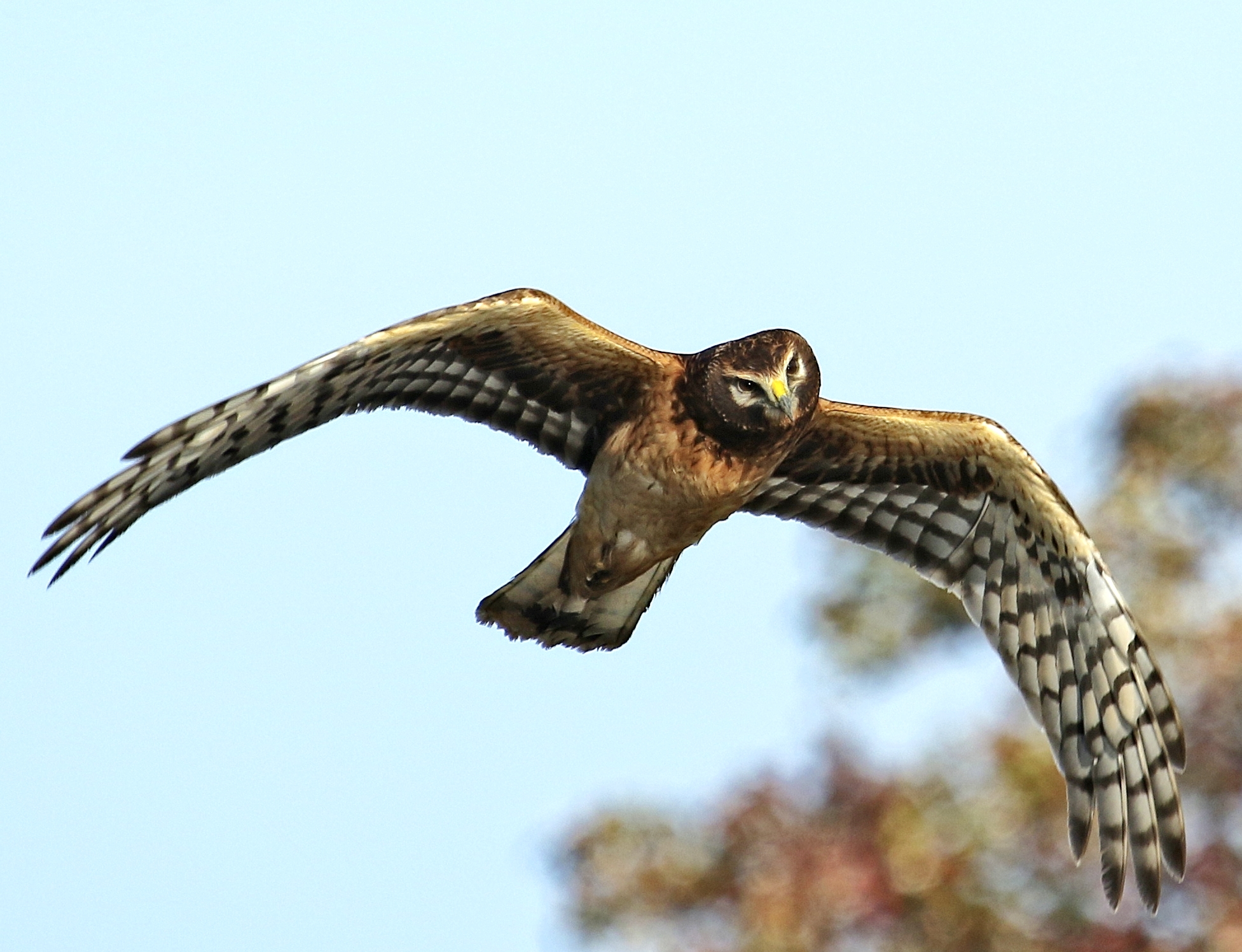 The Harrier glances and sees me.