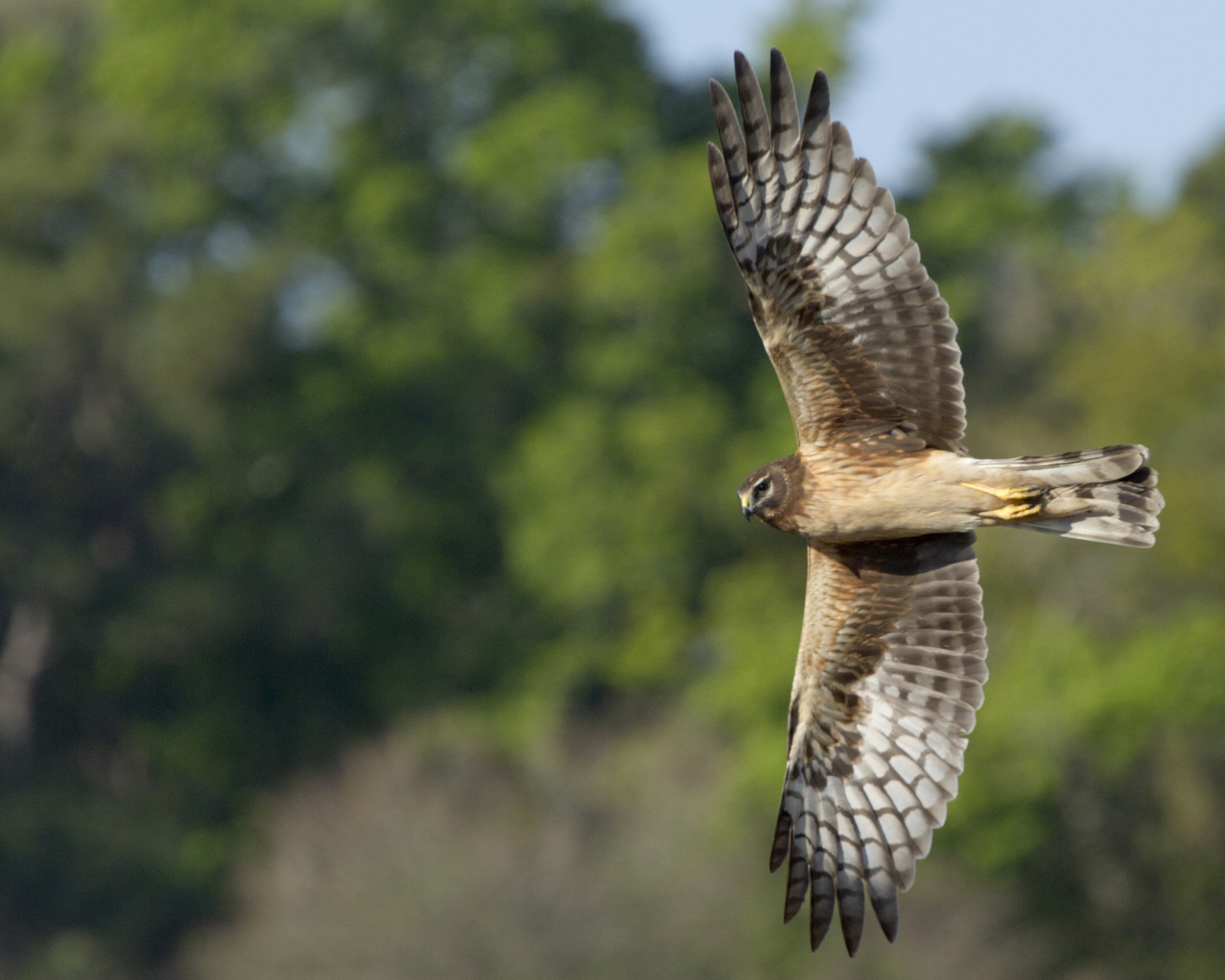 Got Wings? I capture this Northern Harrier in March 2013 in a classic "Wing Over" maneuver. 