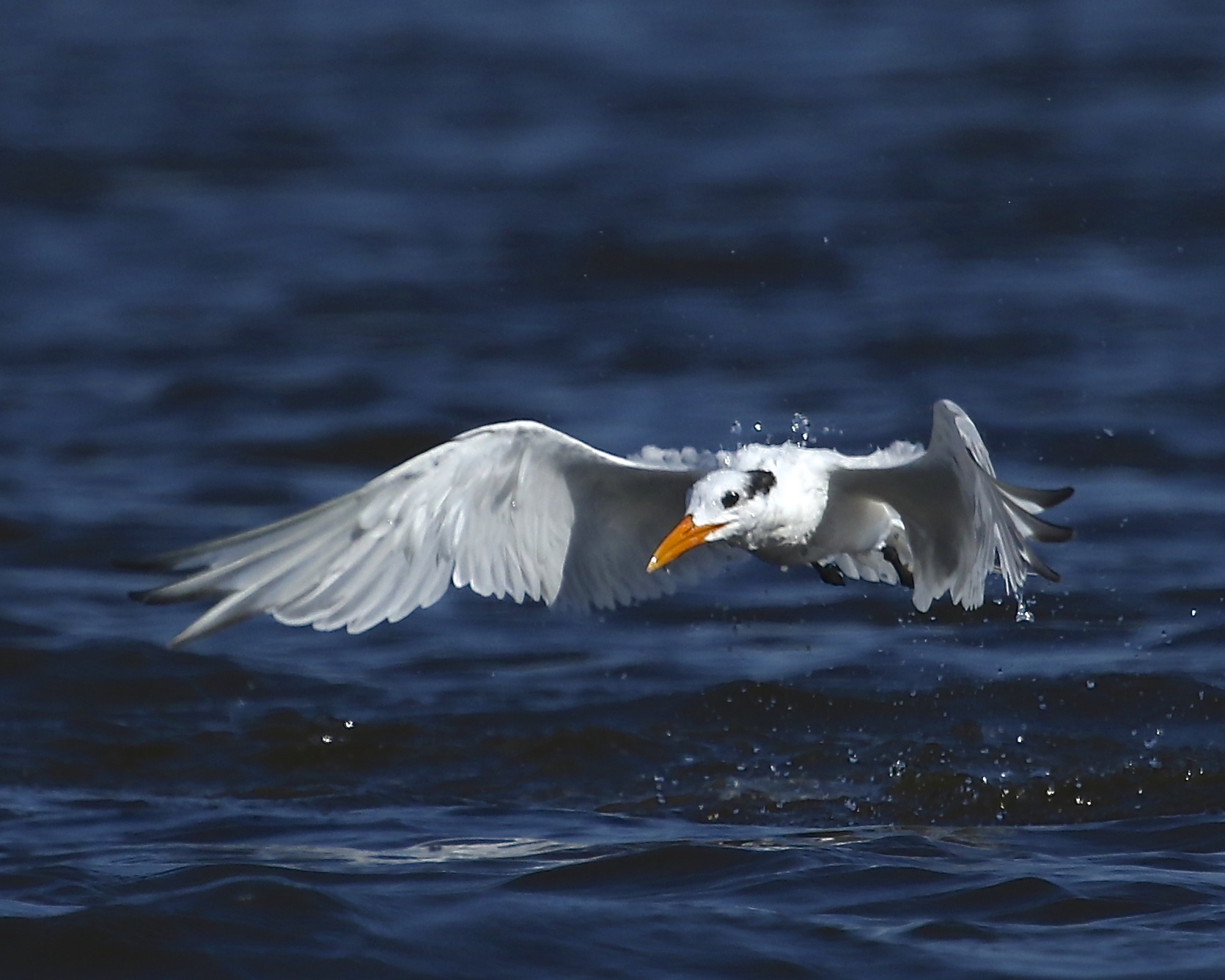 The tern misses and I miss my Kodak moment too!