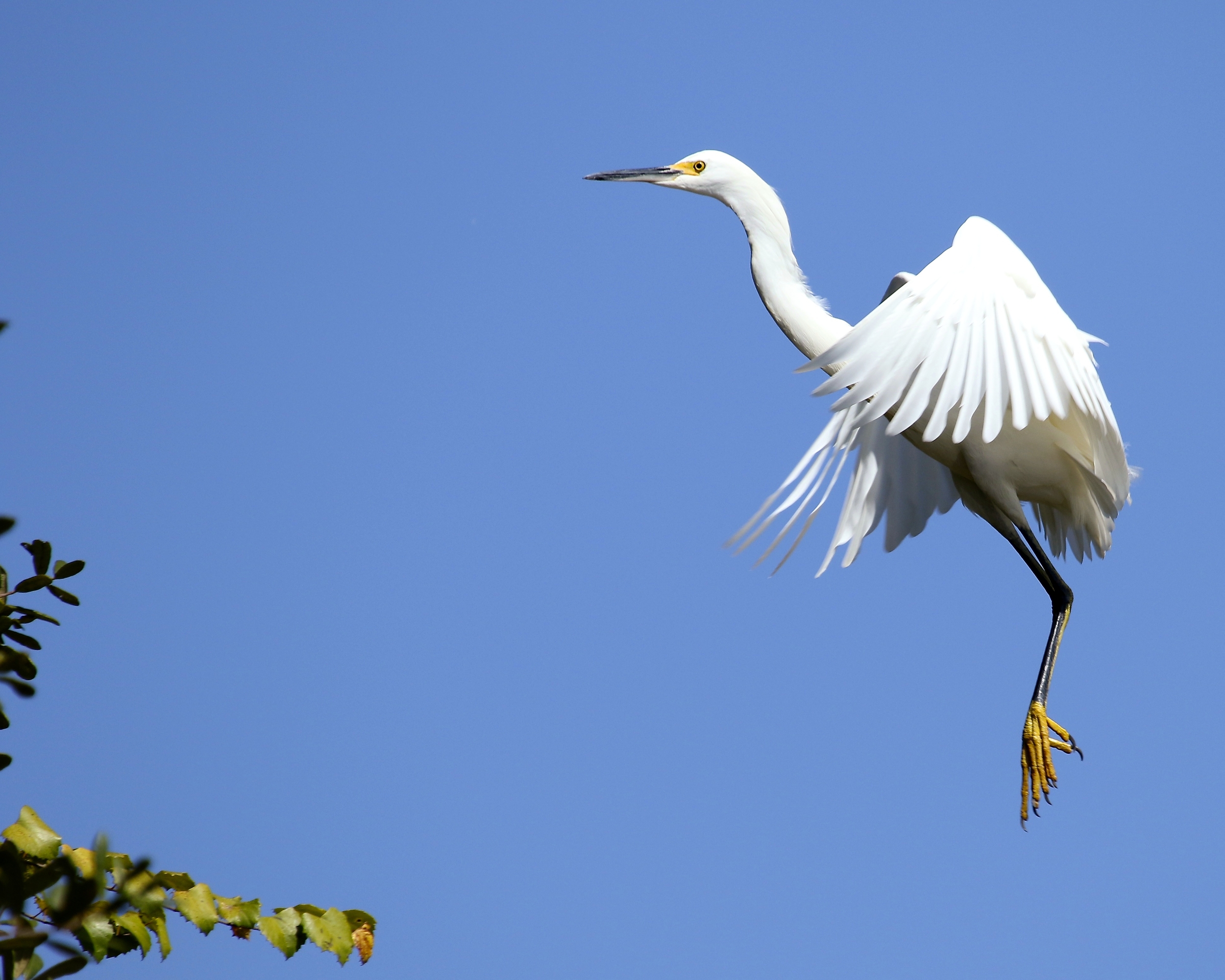 The Snowy Egret takes flight then quickly returns to the hideout..