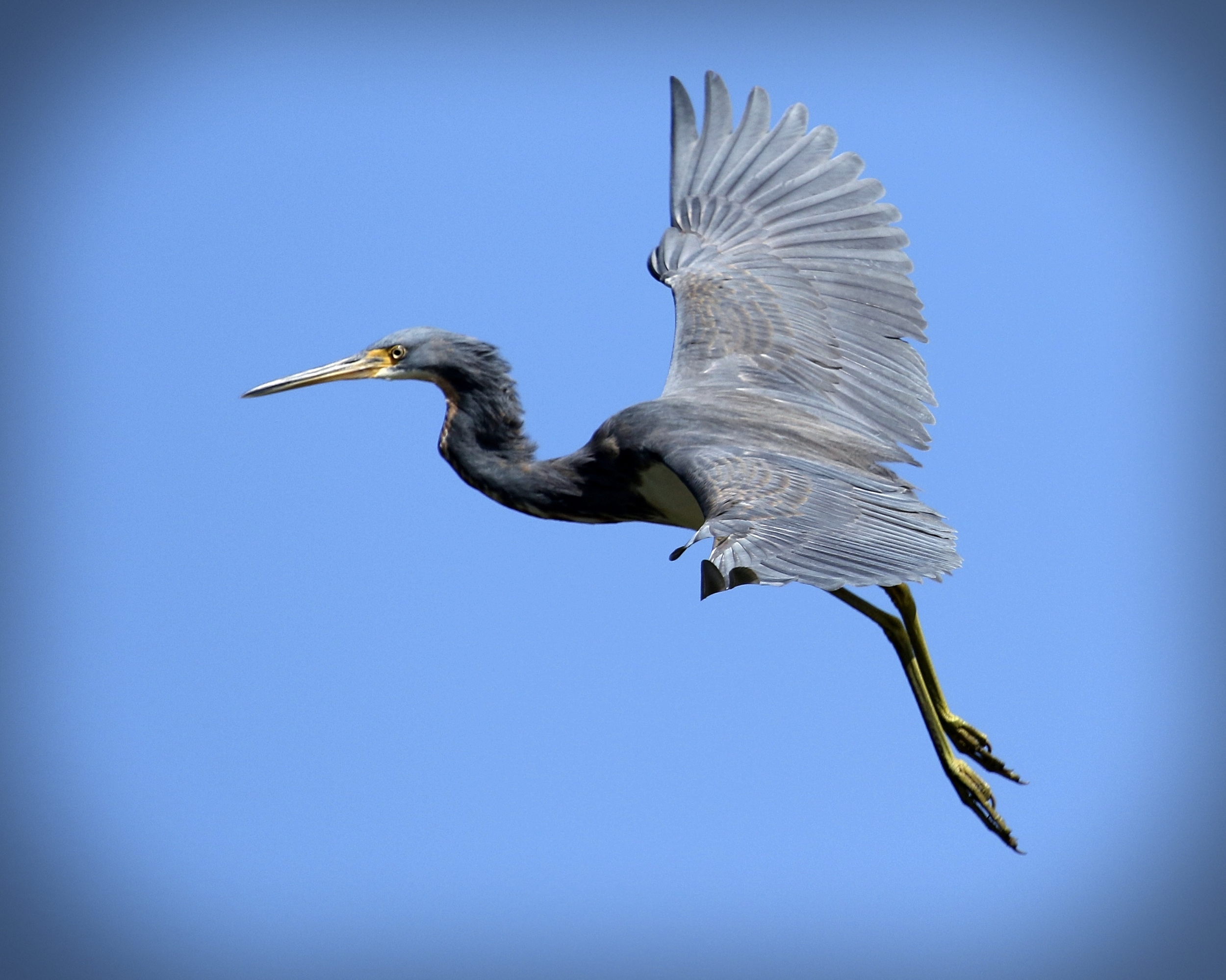 A tricolored Heron also glides back to the tree..I decide to return to the dock and leave them in peace