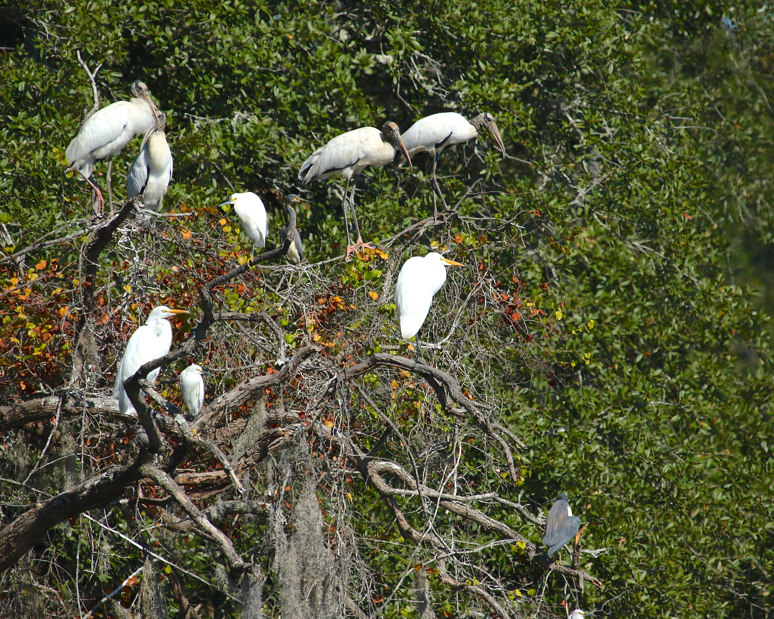 The Secret Broward Hideout is full of white feathered fowl, they scatter when I snag a branch on my approach and spook a flock of Merganser ducks hidden in the marsh.