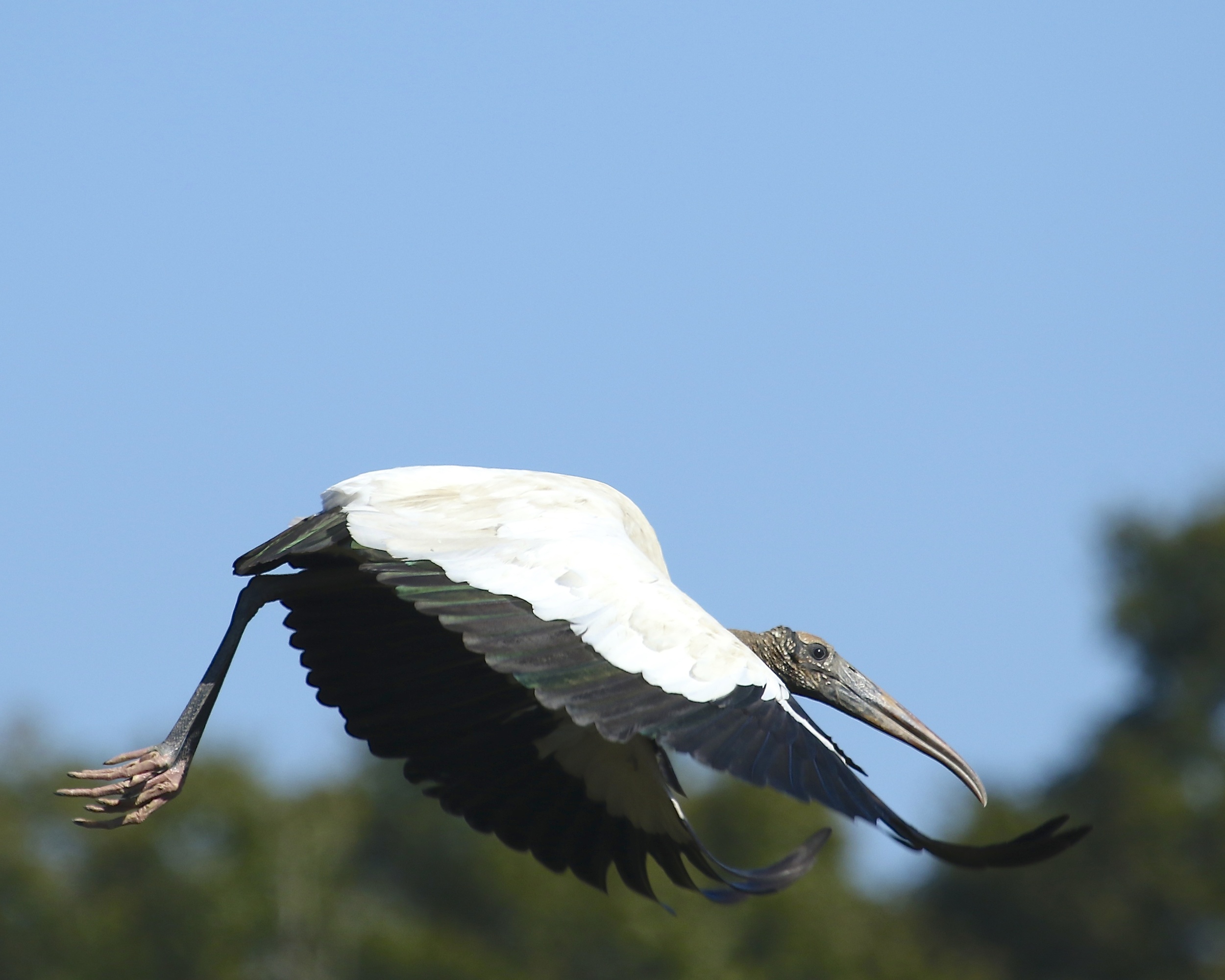 The wood stork grudgingly gives up its roost