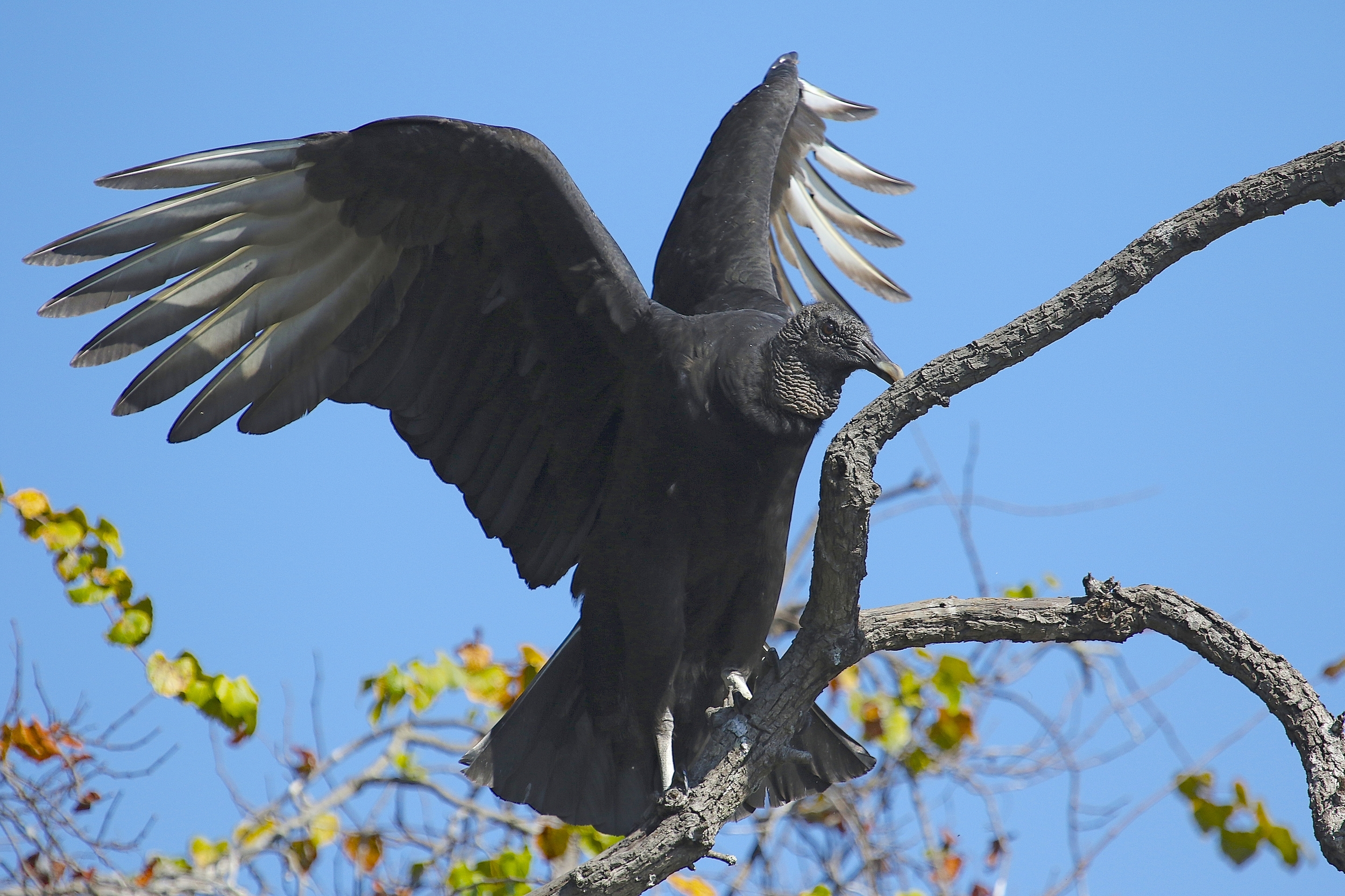 A Black Vulture lands and then quickly decides to leave also.