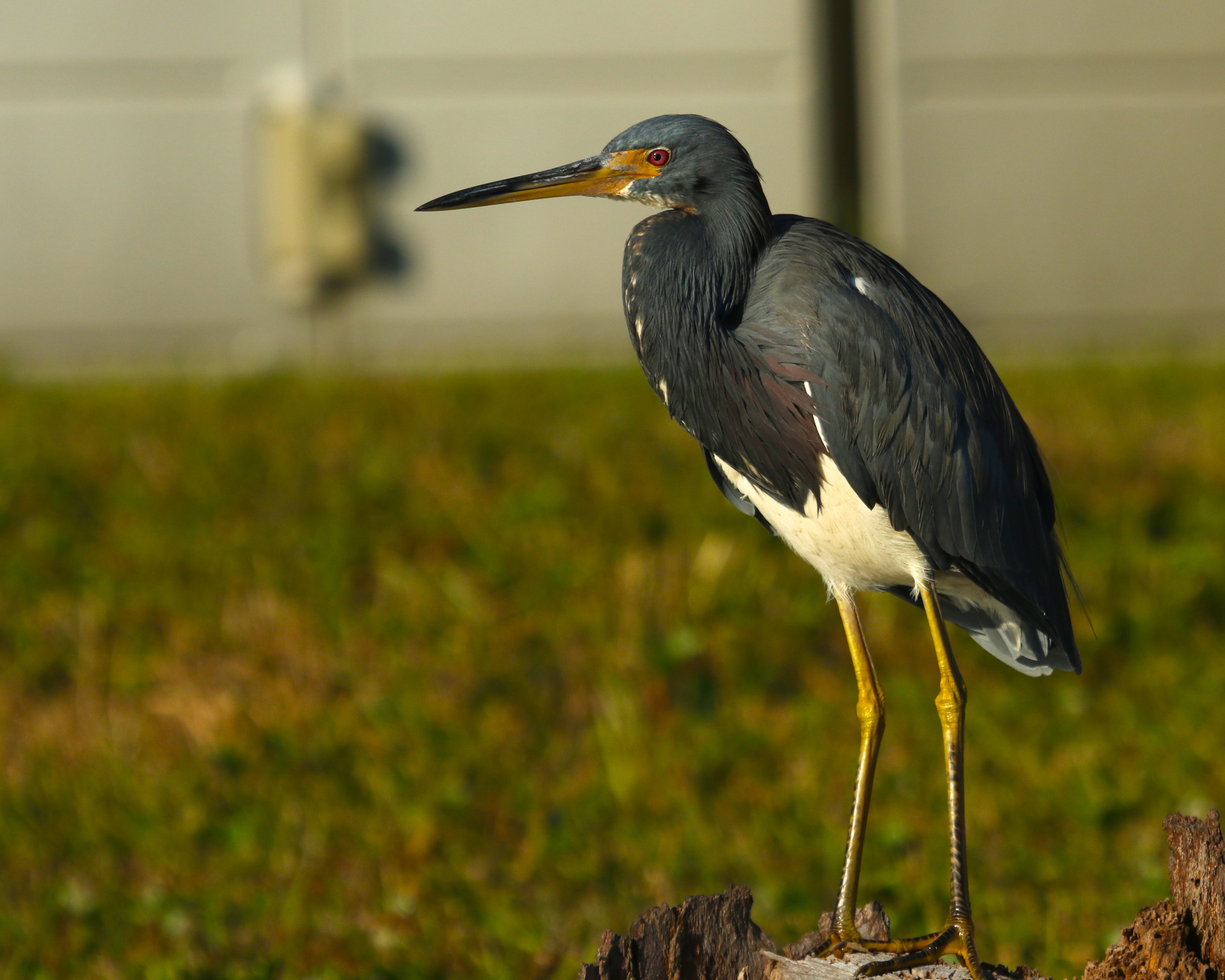 My Tricolored Heron friend greets me on my return with a nod of its beak..