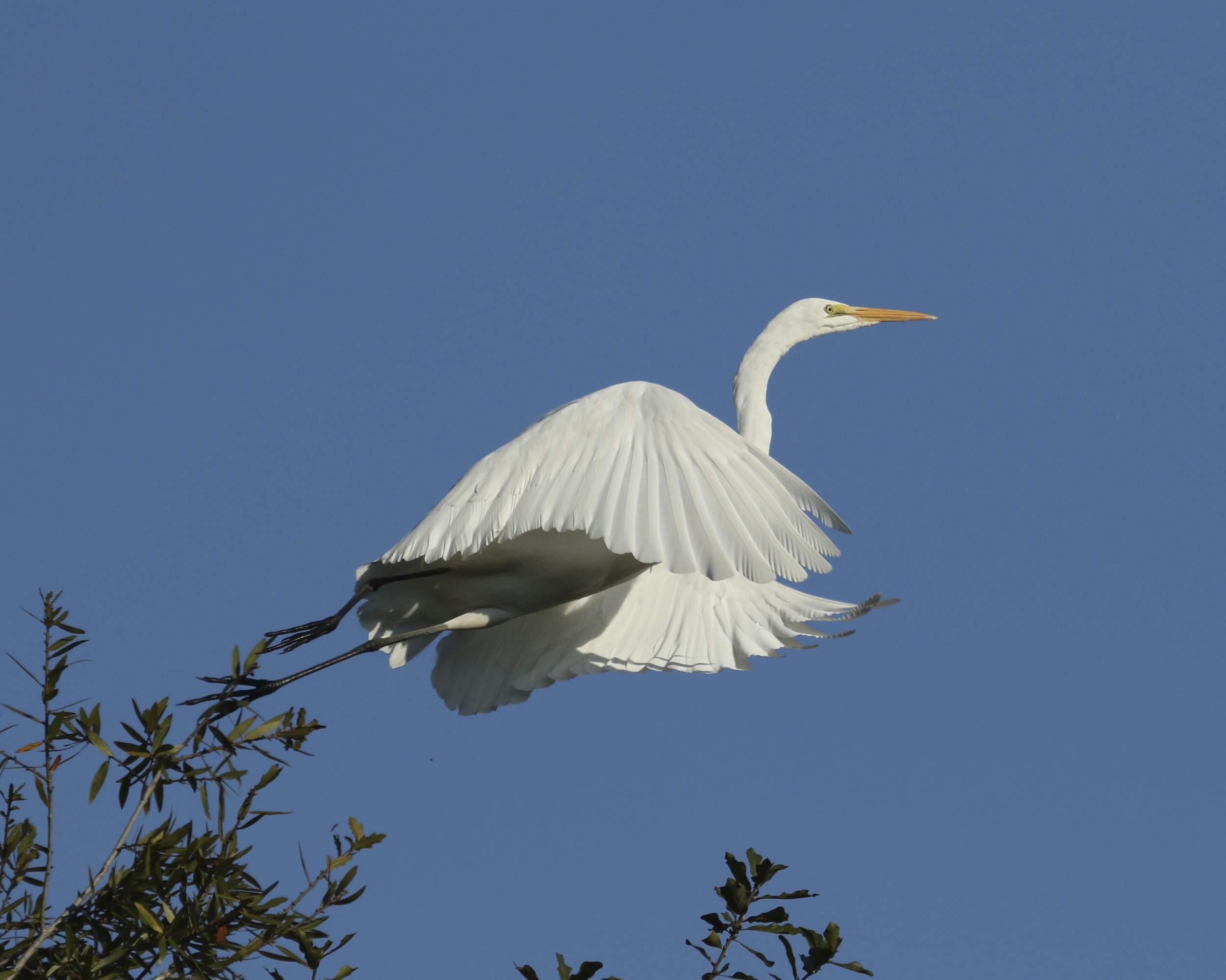 Graceful wings reach forward as it clears the branches...