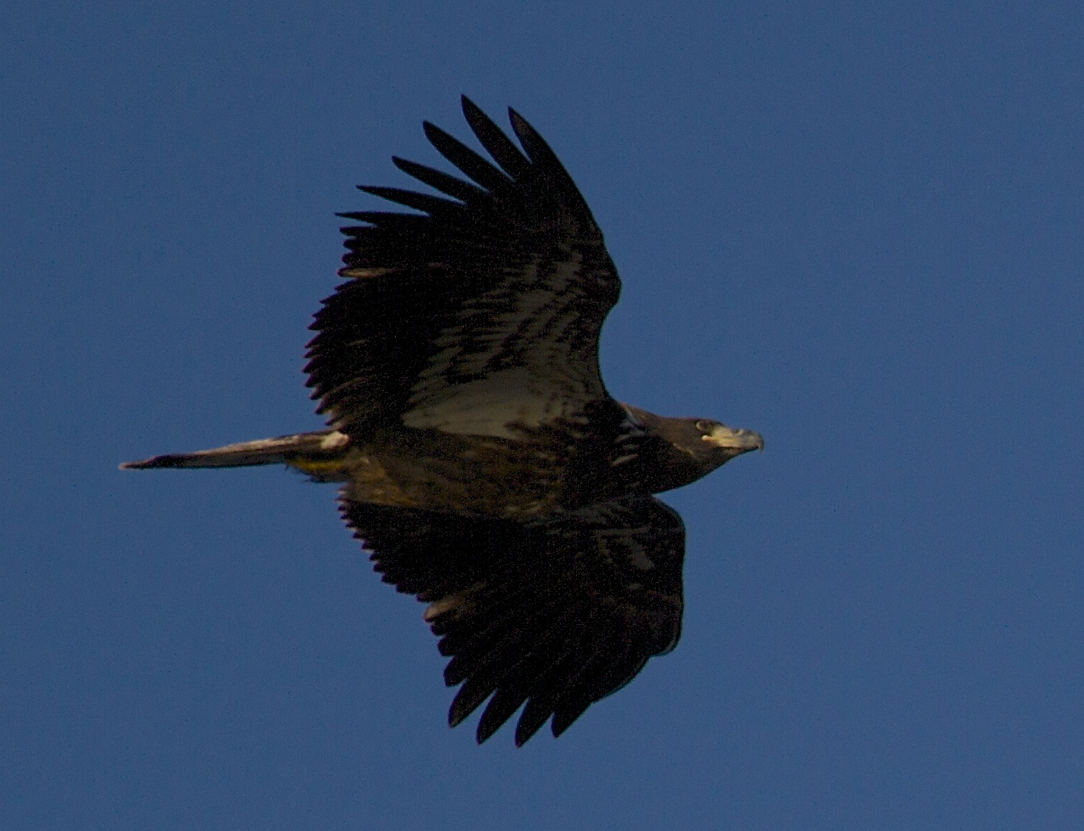 One never knows what may be flying overhead looking for a meal. A juvenile Bale Eagle surveys the marsh for something to eat..These eagles are known to eat other birds like Pied Billed Grebes.