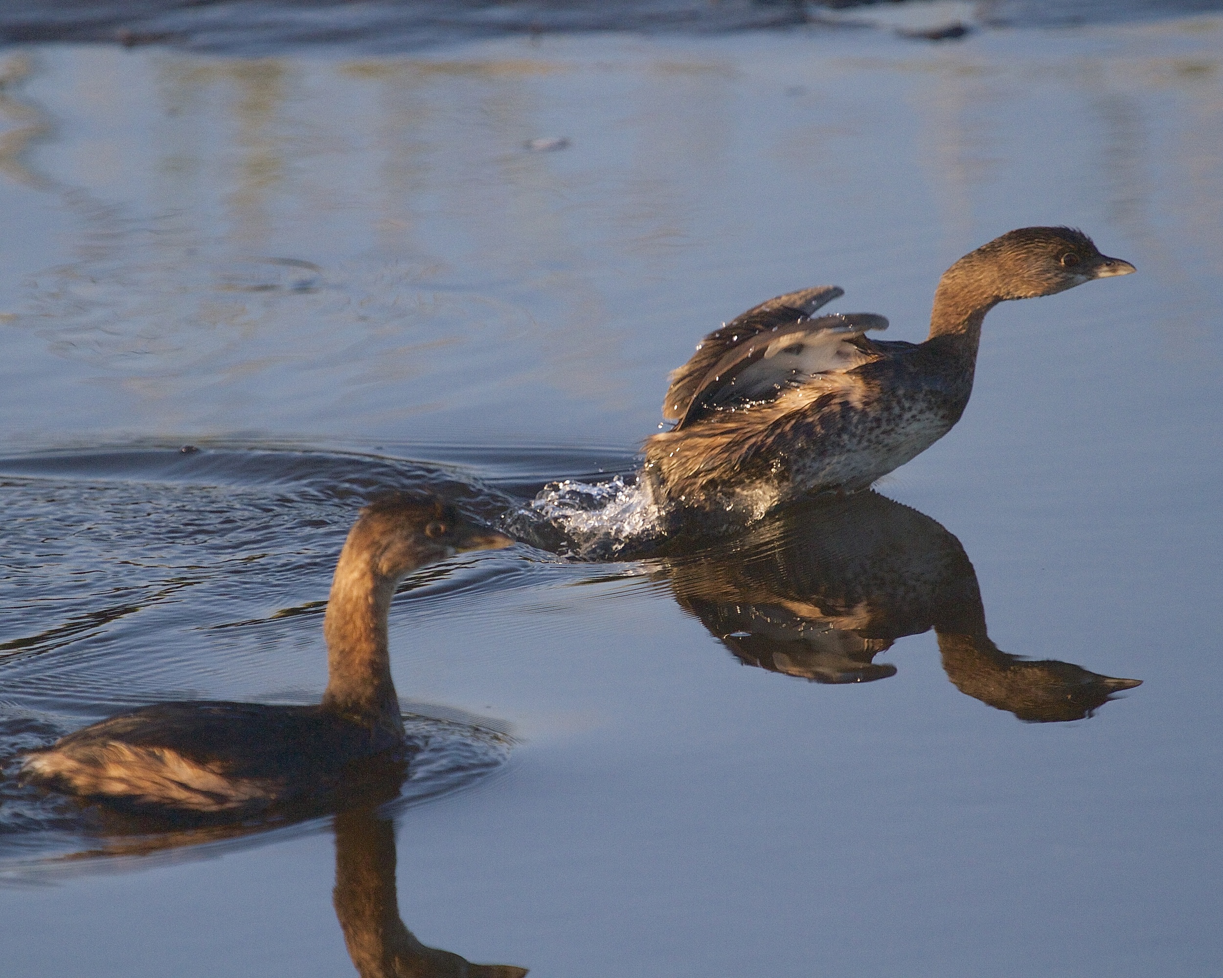 Two Pied Bill Grebes swim by the dock and spot me, one takes flight, the other quickly dives like a submarine.