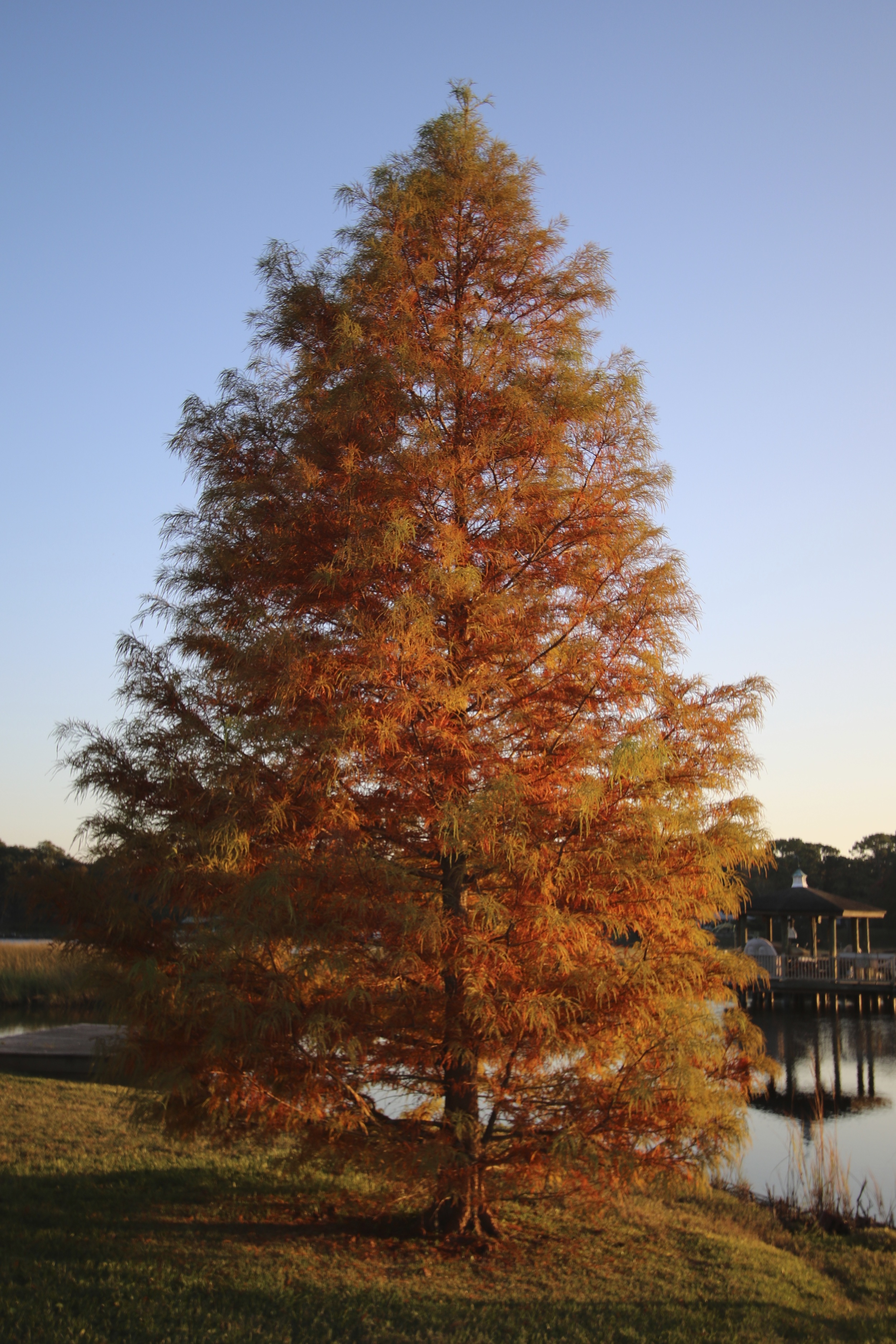 My Bald Cyprus Tree (The General) is as close to fall foliage that I see in Northern Florida.