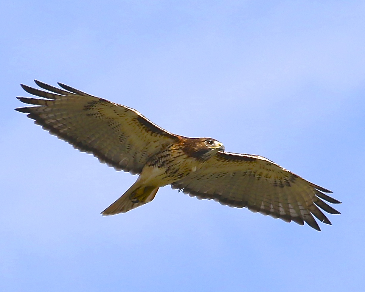 The Red Tailed Hawk is a common raptor found on the Broward.