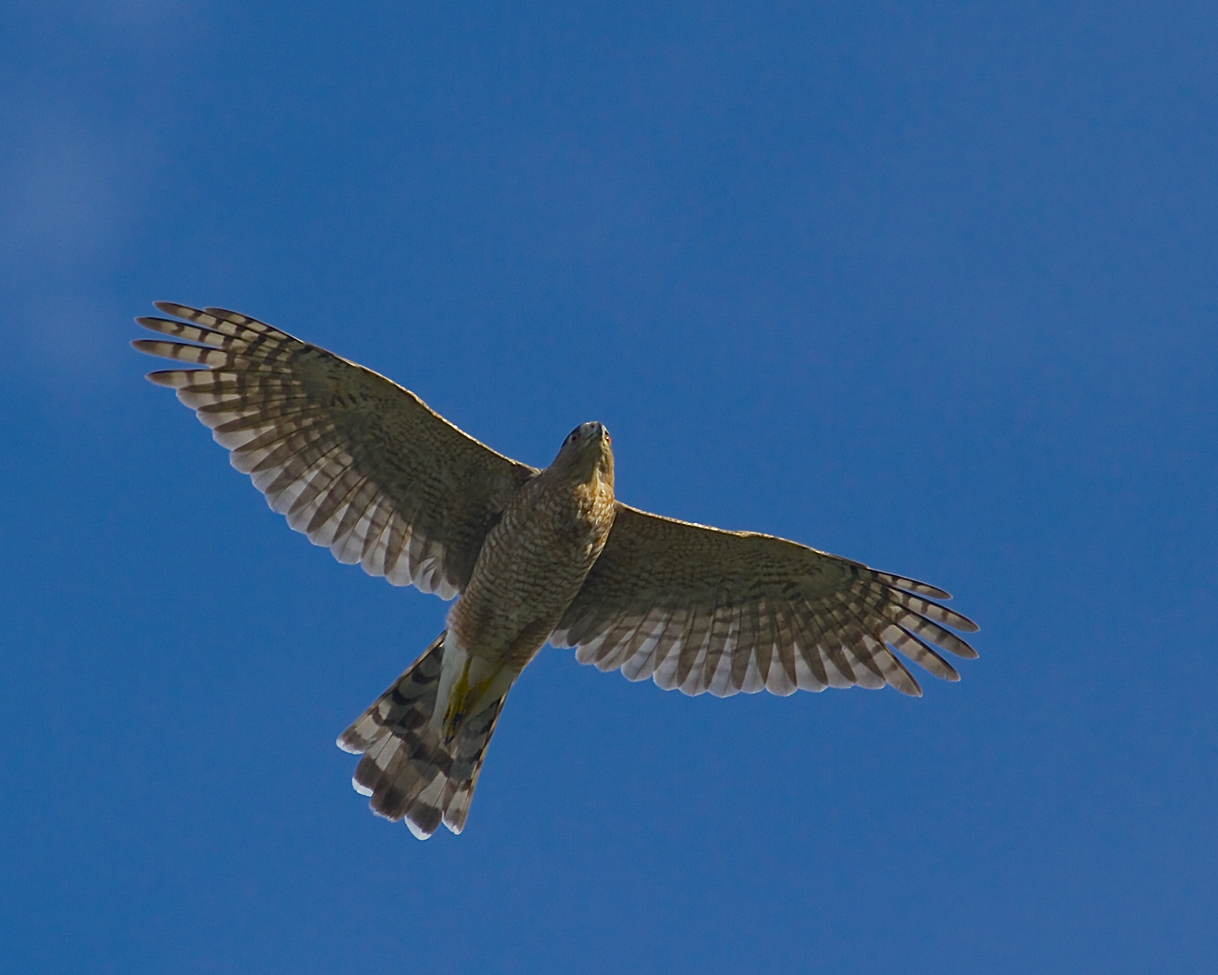 Red Shouldered Hawk over the marsh.