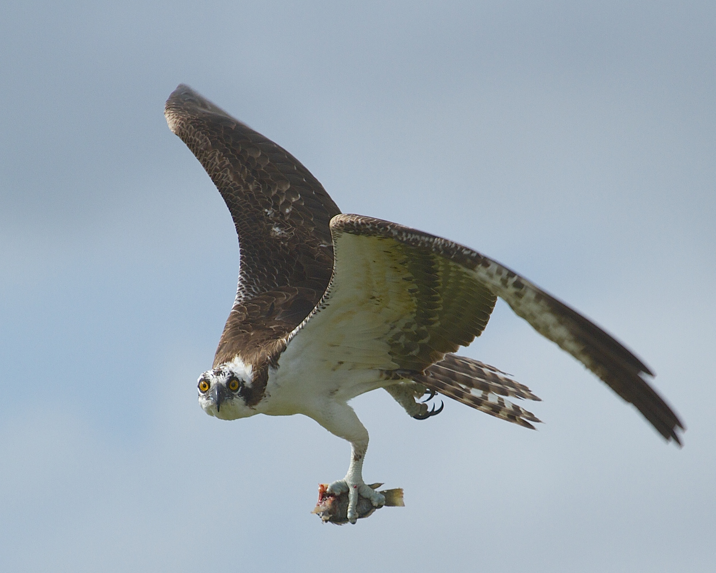 Osprey with fish snack carried in its talon.