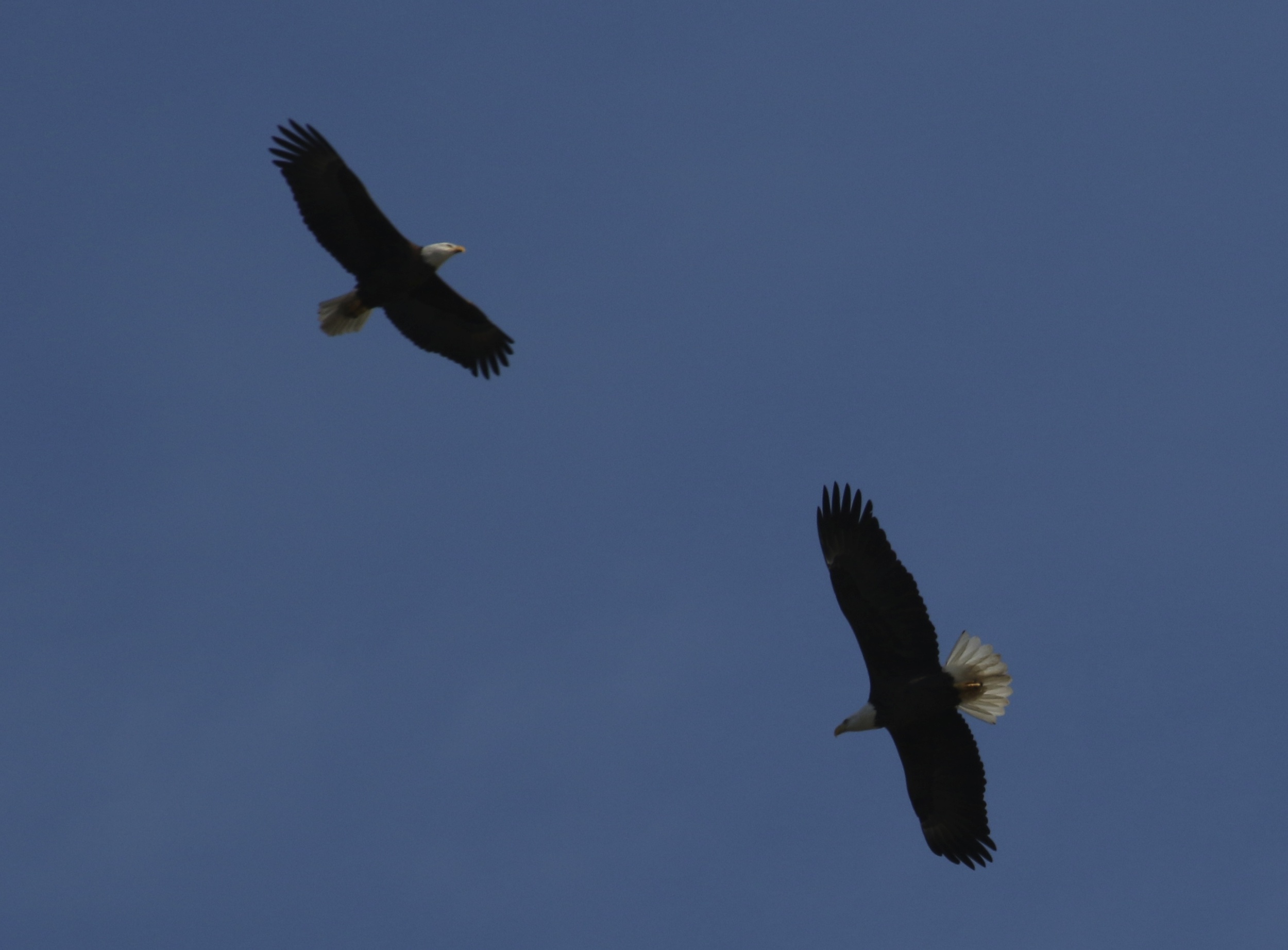 Mating pair of Bald Eagles soar over the Broward near my home. The female is the larger of the pair.
