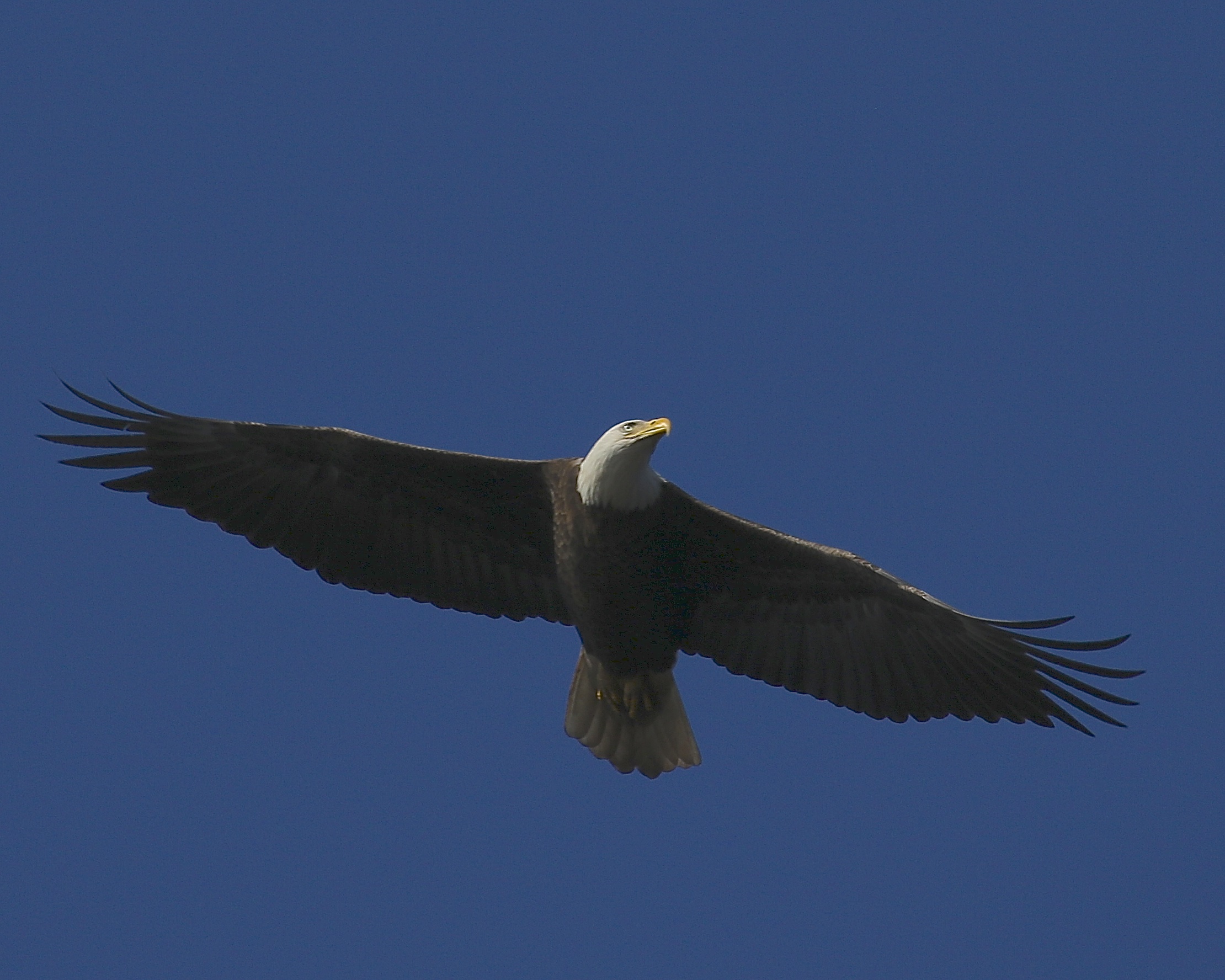 The Male Bald Eagle of the pair flies over me in my kayak and keeps an eye on its mate nearby.