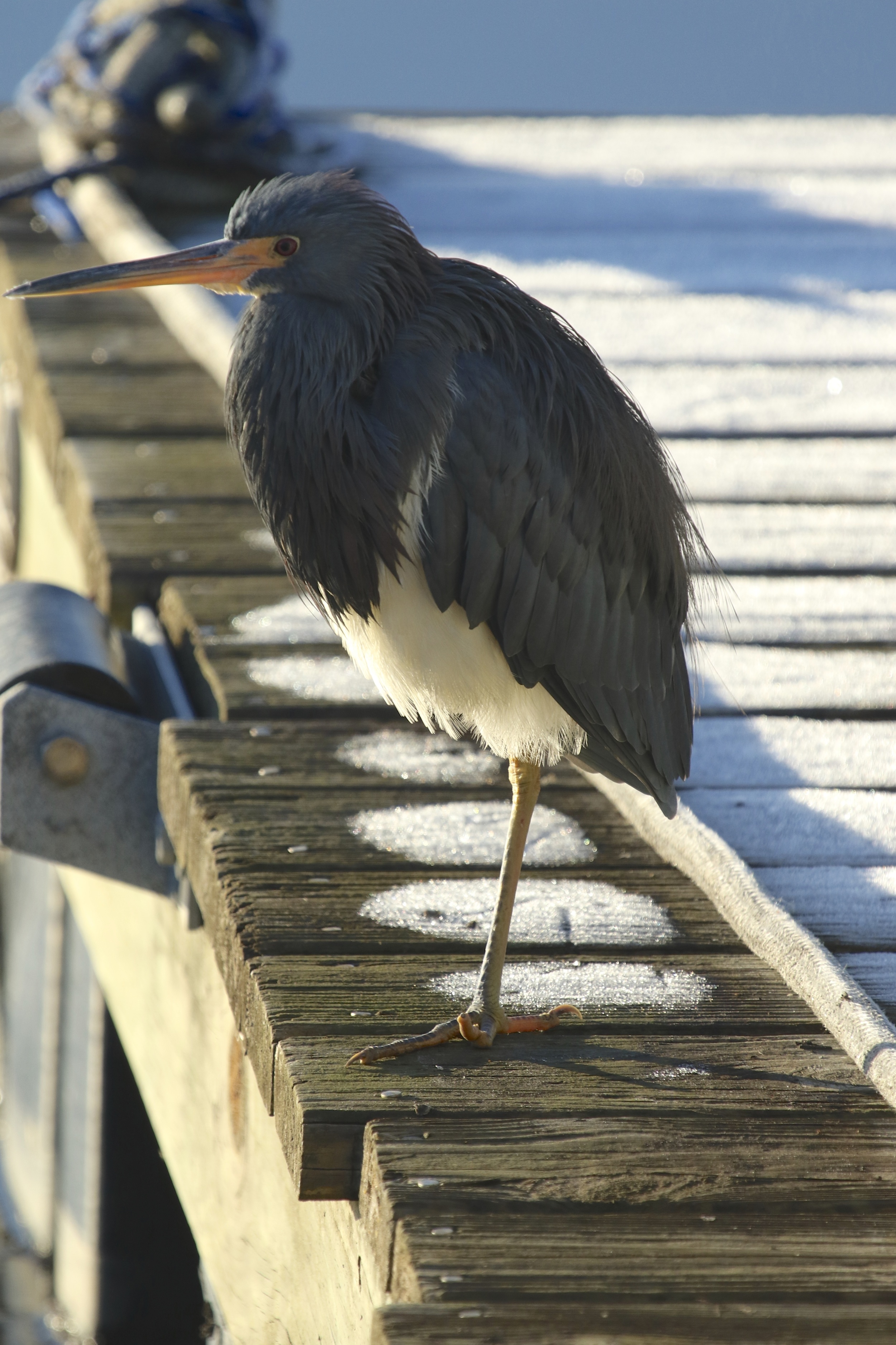 The frosty boards look like they are covered in snow. The heron's toes are frozen in a matter of moments..yet it watches and waits.
